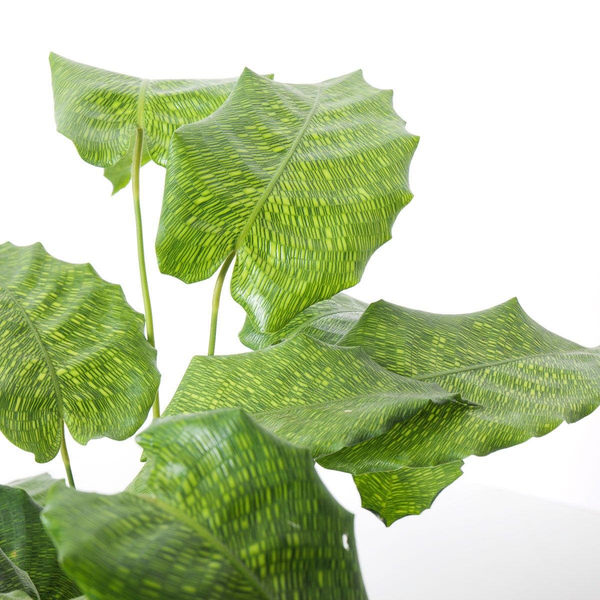 Calathea Musaica Network - Image 5