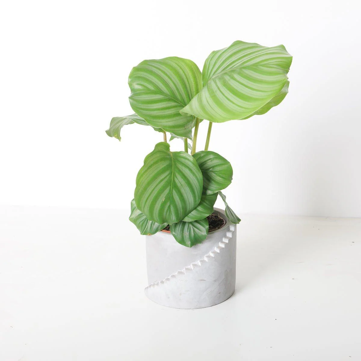 Calathea Orbifolia