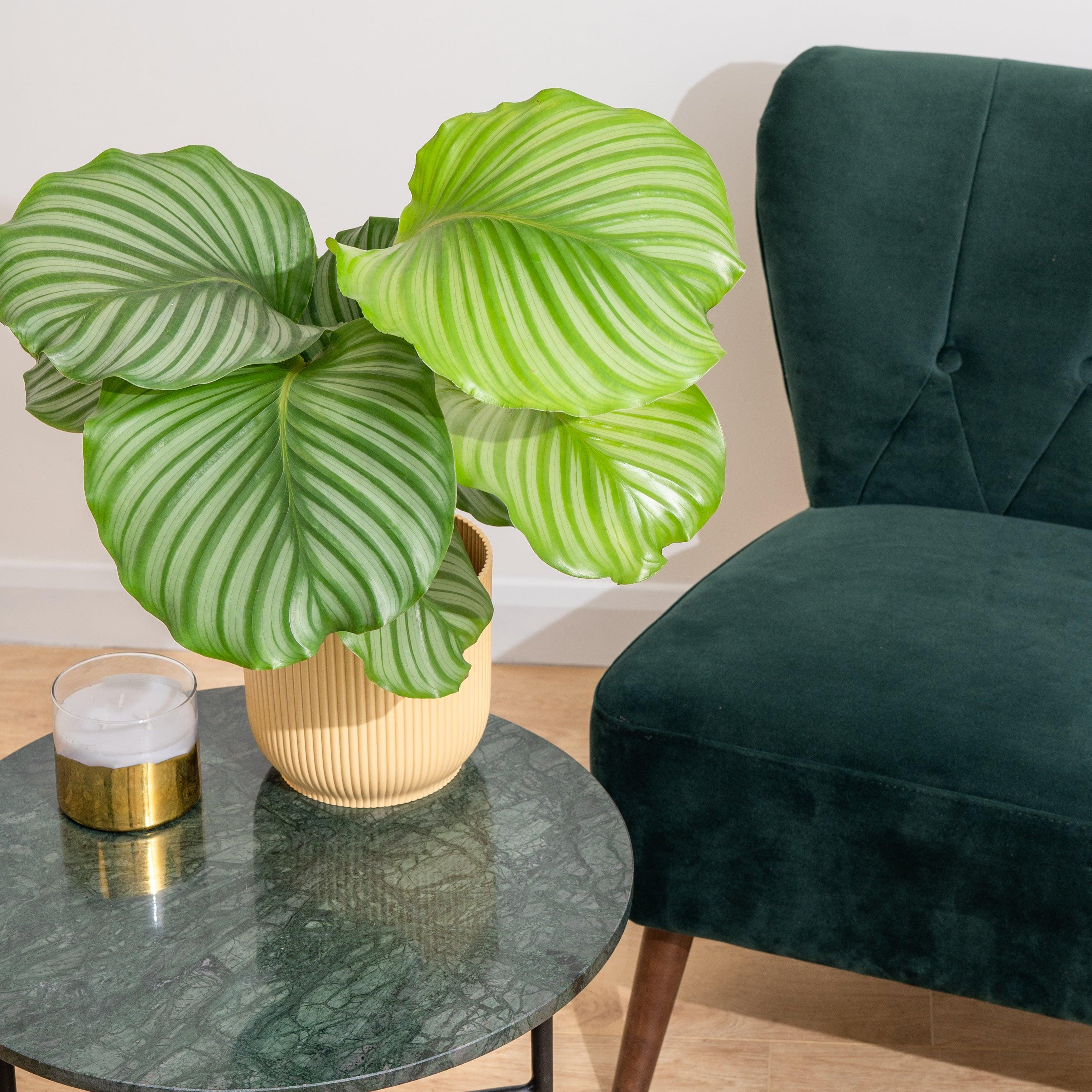 Calathea Orbifolia - Image 2