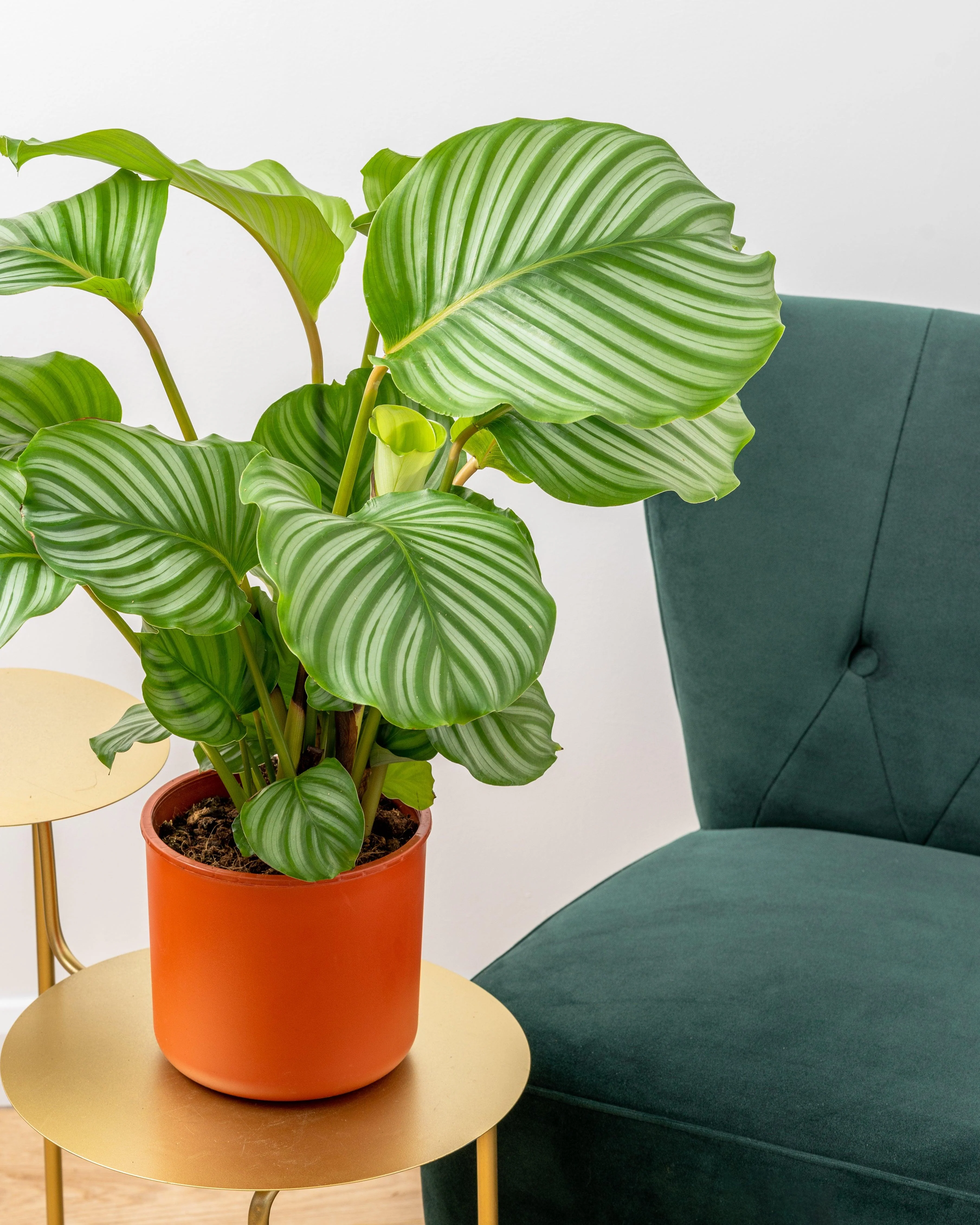 Calathea Orbifolia - Image 3