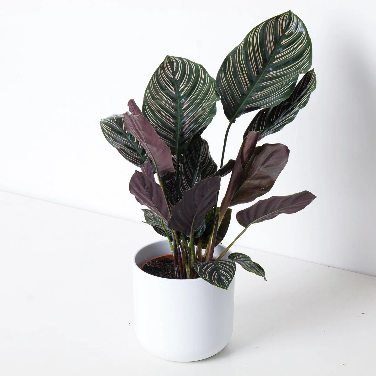 Calathea Ornata Pinstripe Plant - Image 2