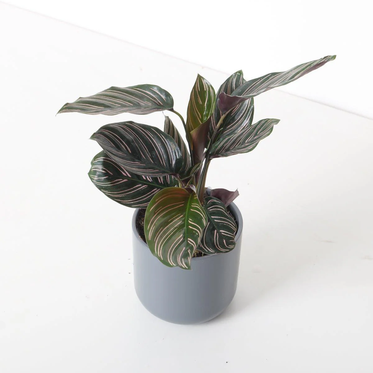 Calathea Ornata Pinstripe Plant - Image 3