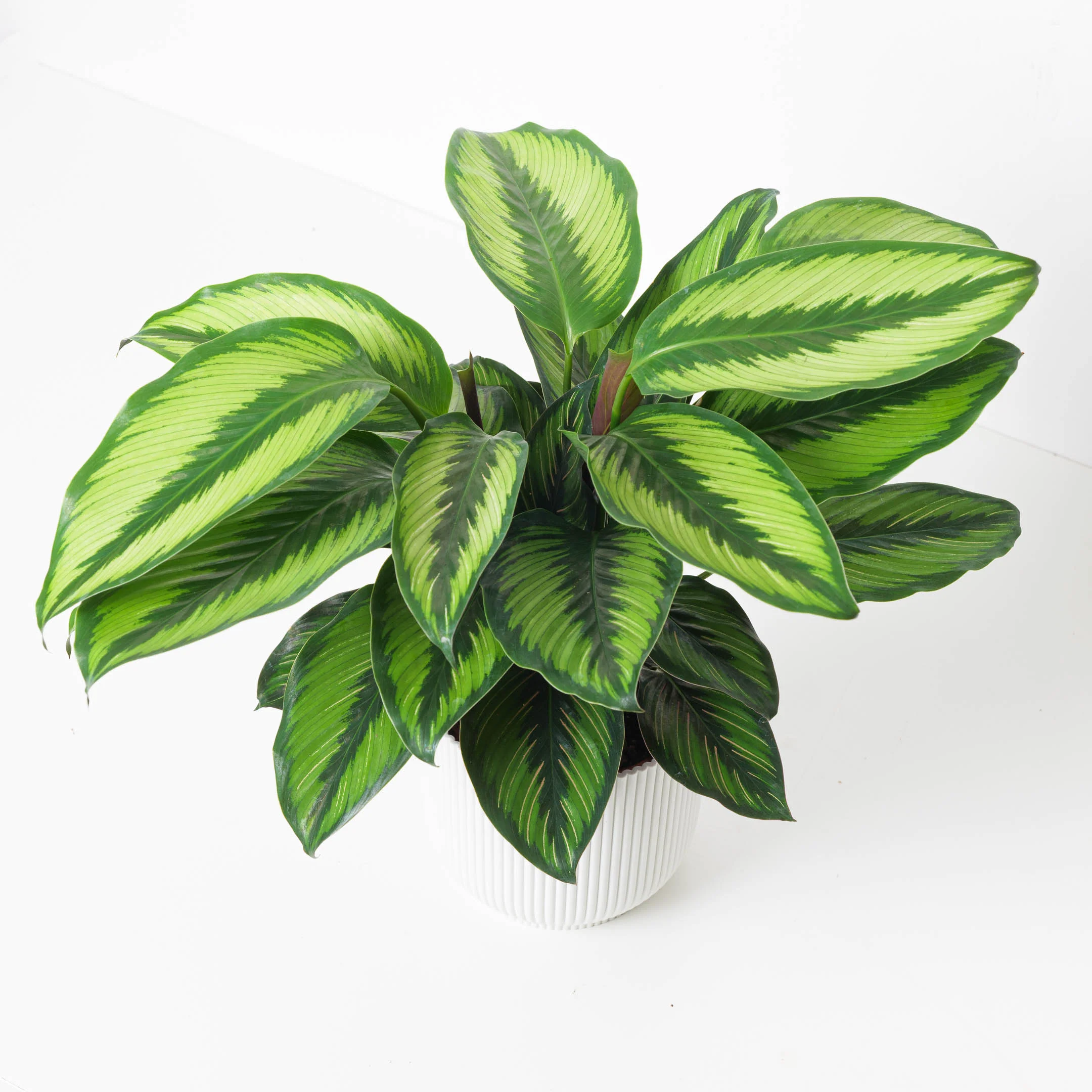 Calathea ornata 'Beauty Star'