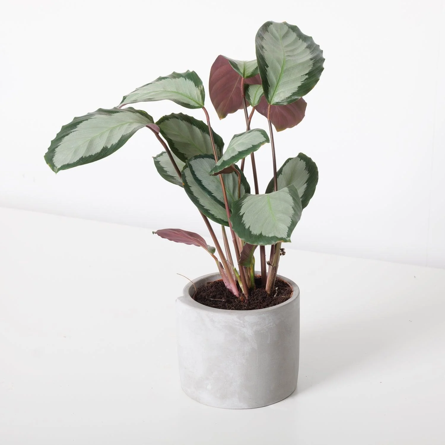 Calathea Picturata Argentea