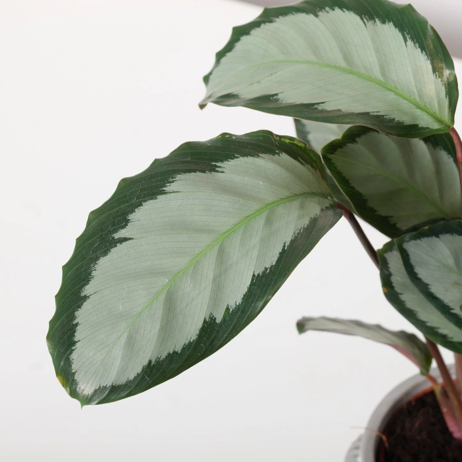 Calathea Picturata Argentea - Image 2
