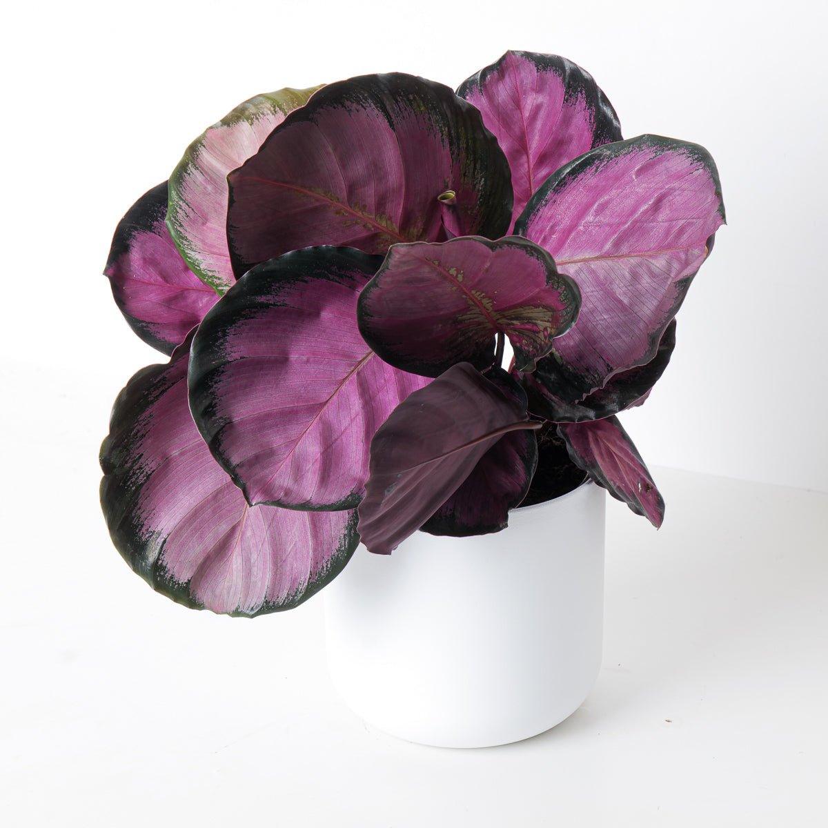 Calathea Roseopicta Crimson