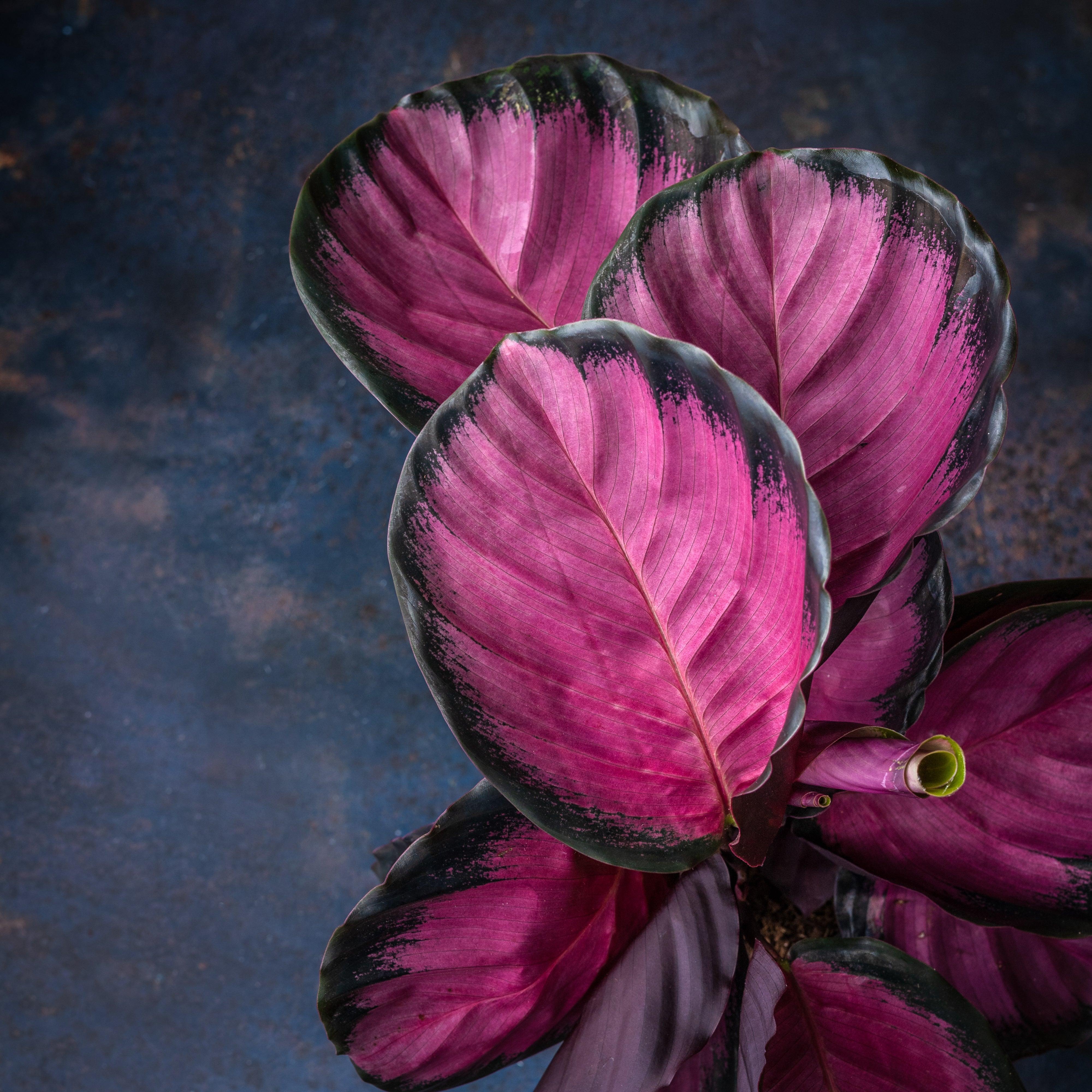 Calathea Roseopicta Crimson - Image 2