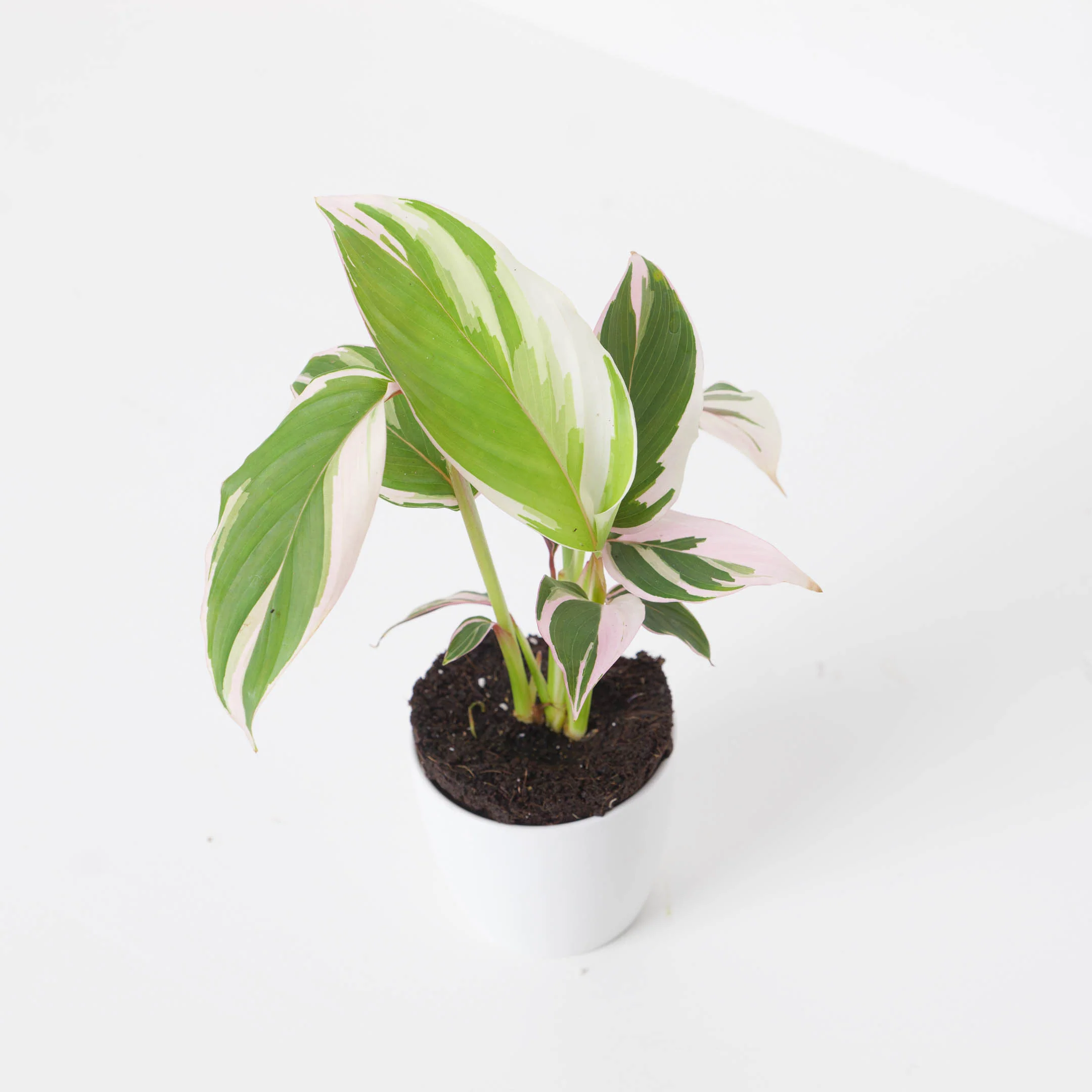 Calathea 'Princess Dalya' Variegated - Image 2