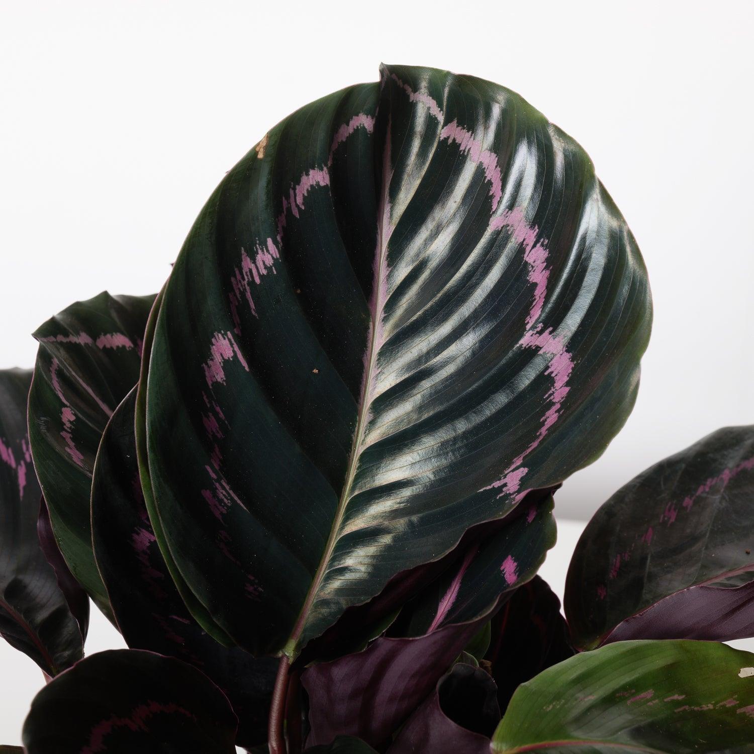Calathea Roseopicta 'Dottie' - Image 2