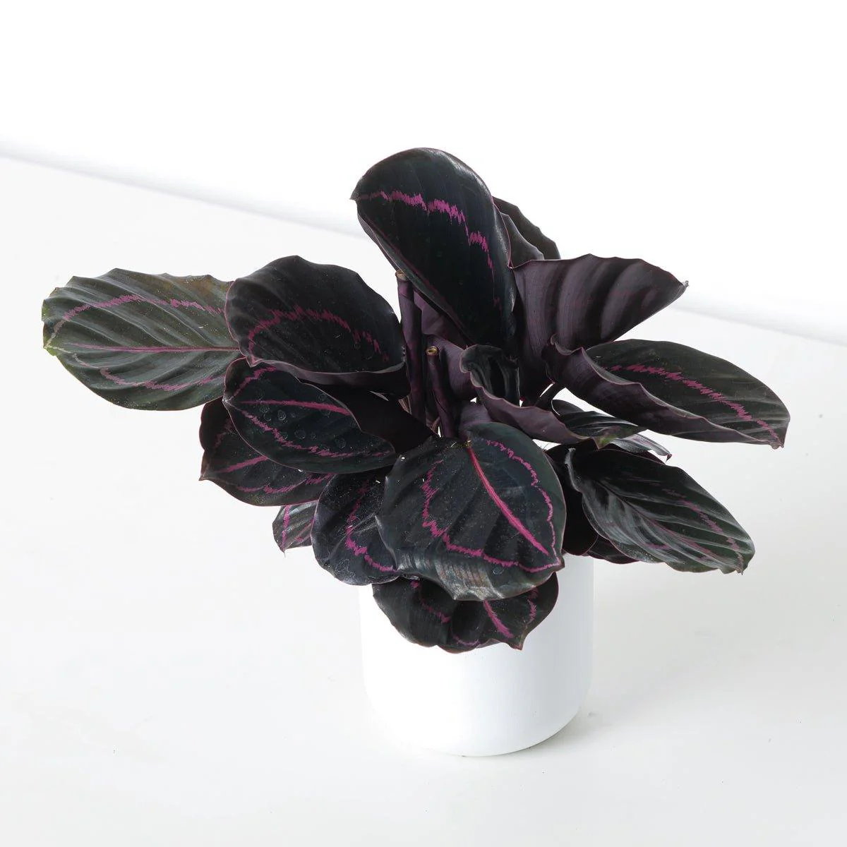 Calathea Roseopicta 'Dottie' - Image 3