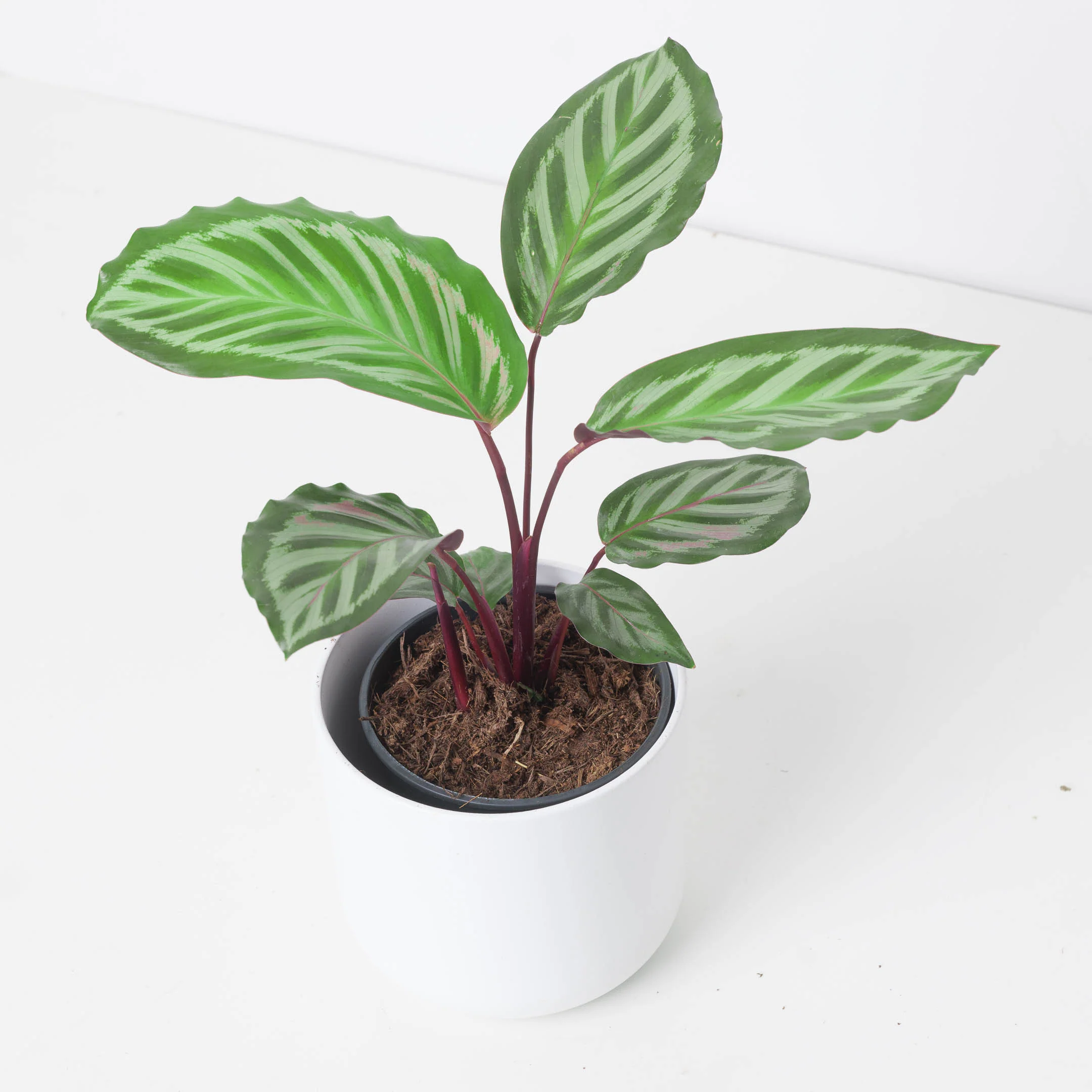 Calathea roseopicta 'Cora'