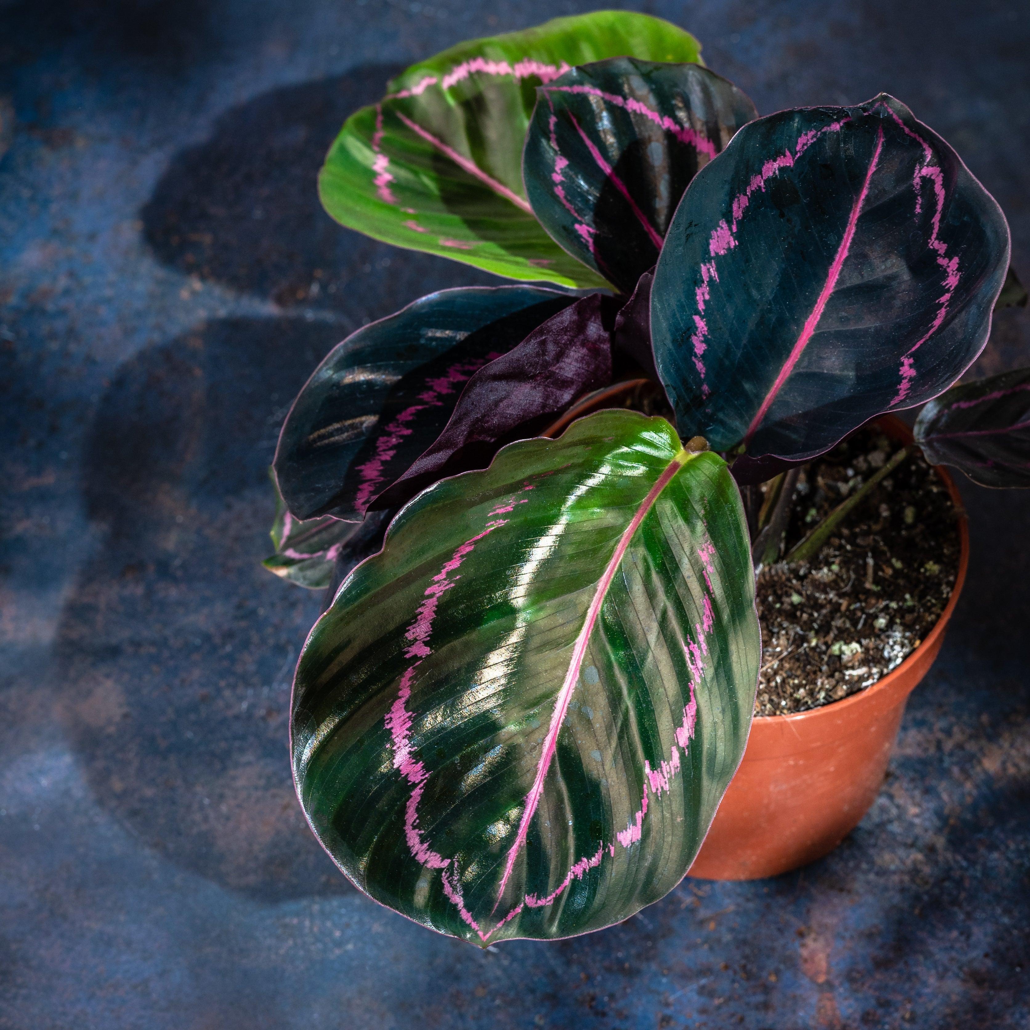 Calathea Roseopicta Dotty | 14cm Pot | Pet Friendly House Plant