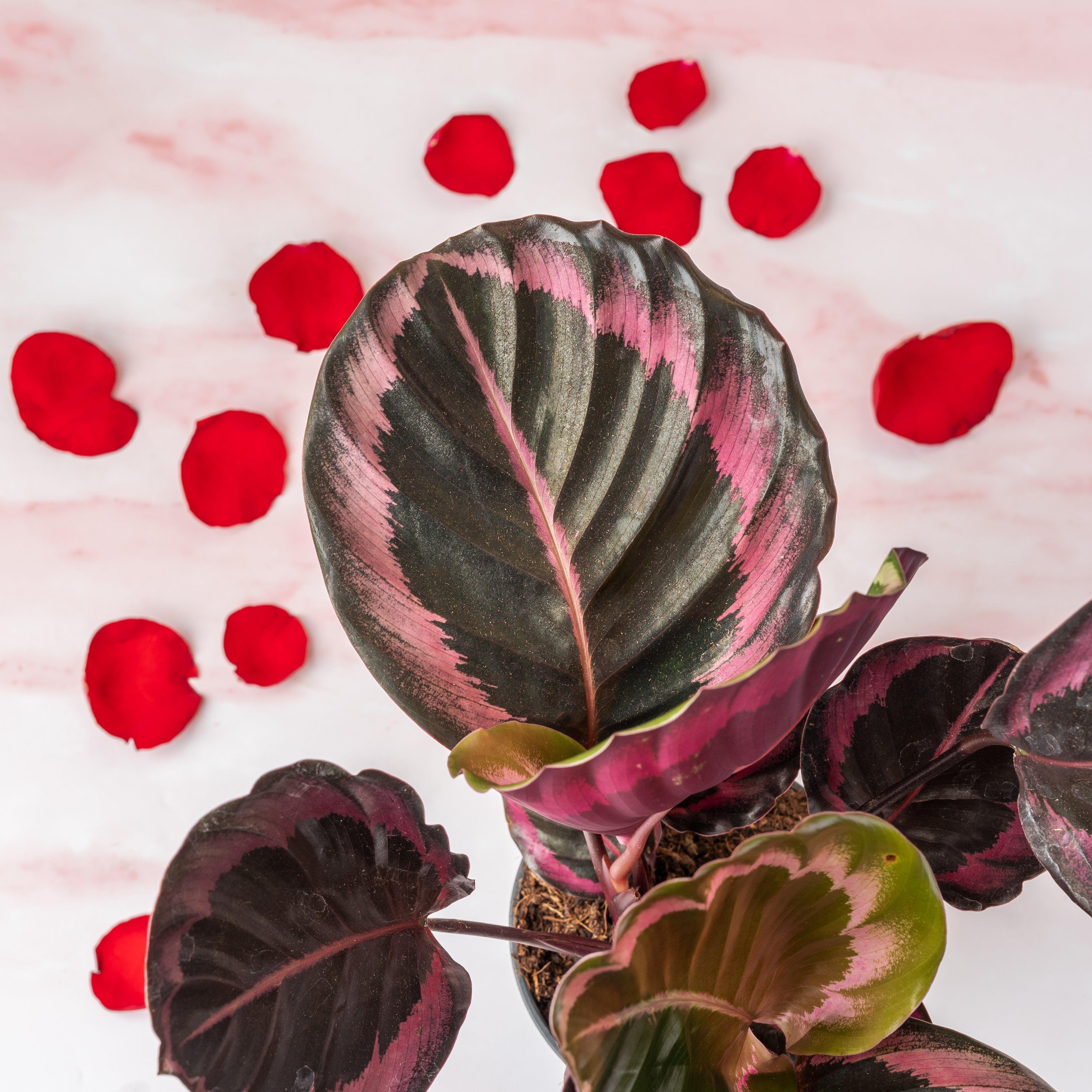 Calathea Roseopicta Dotty | 14cm Pot | Pet Friendly House Plant - Image 2
