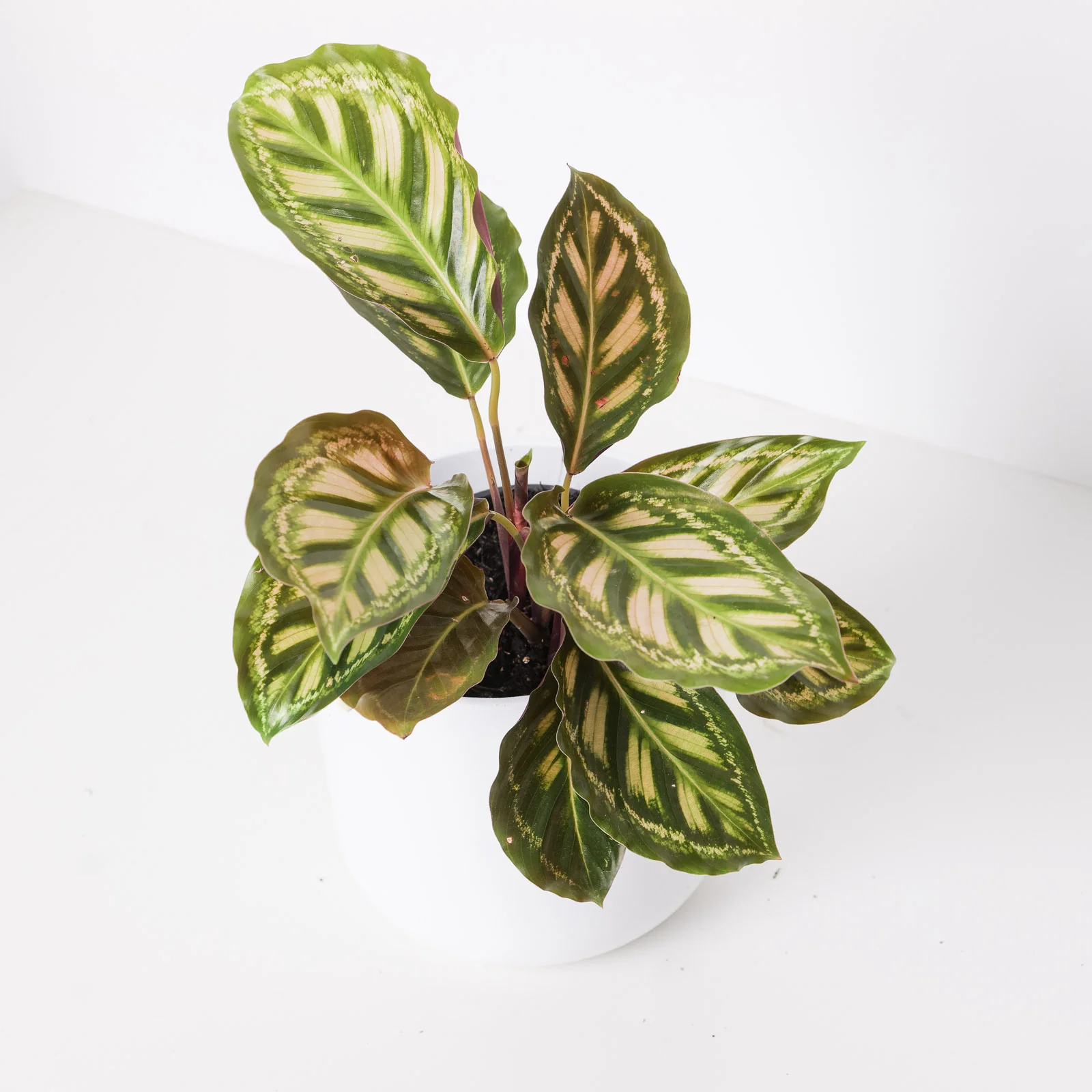 Calathea roseopicta 'Flamestar'