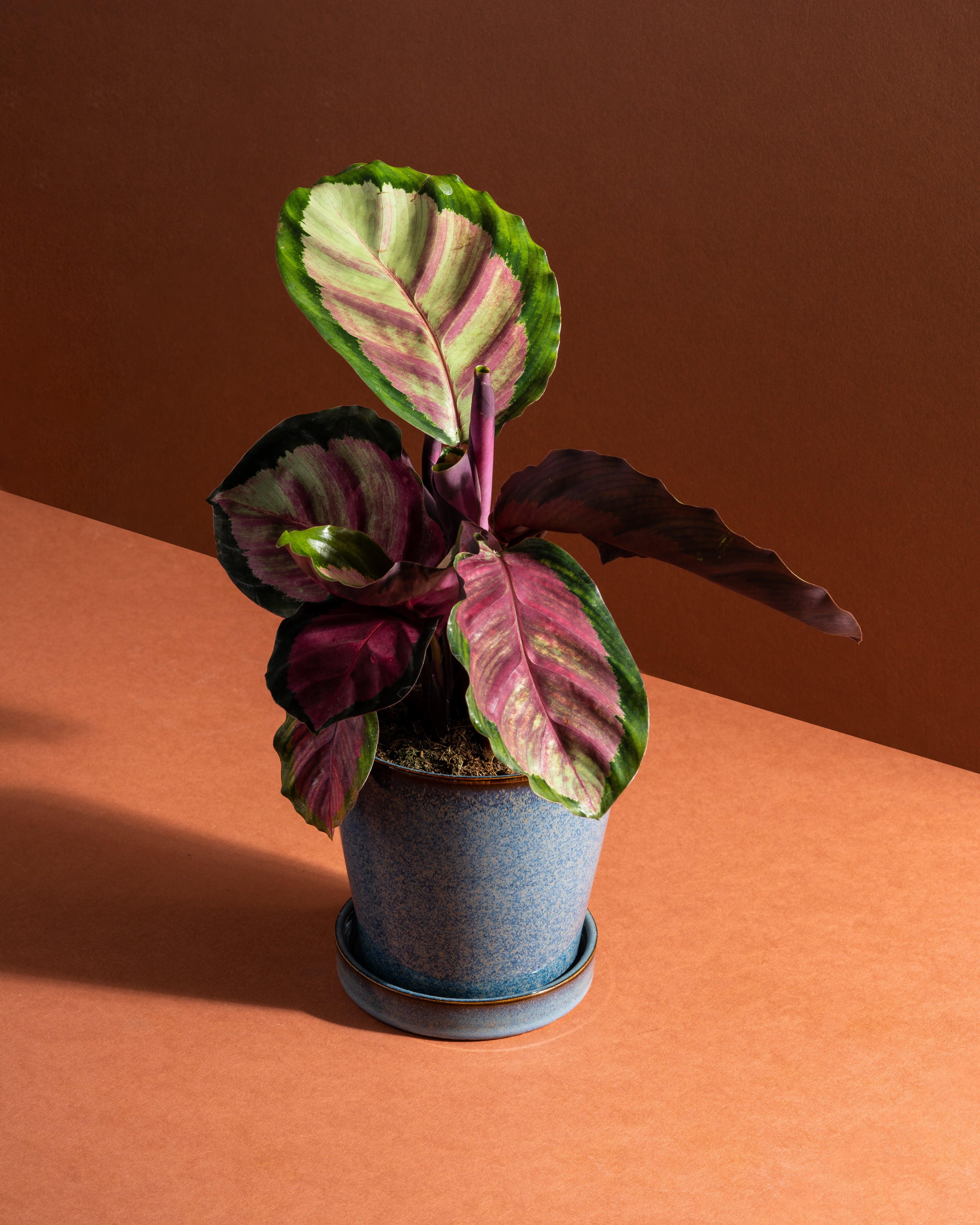 Calathea Roseopicta Rosy | 12cm Pot | Pet Friendly House Plant