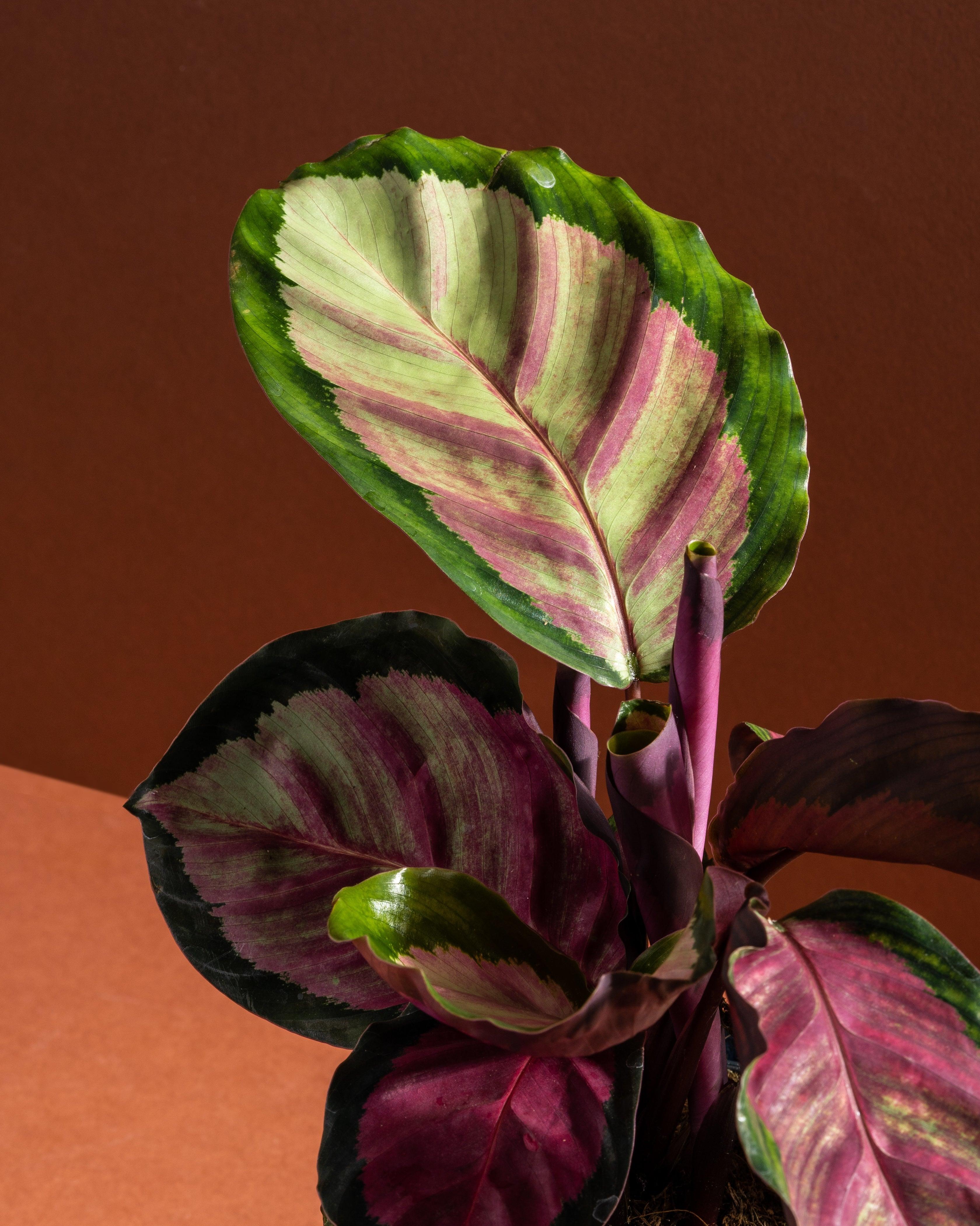Calathea Roseopicta Rosy | 12cm Pot | Pet Friendly House Plant - Image 2