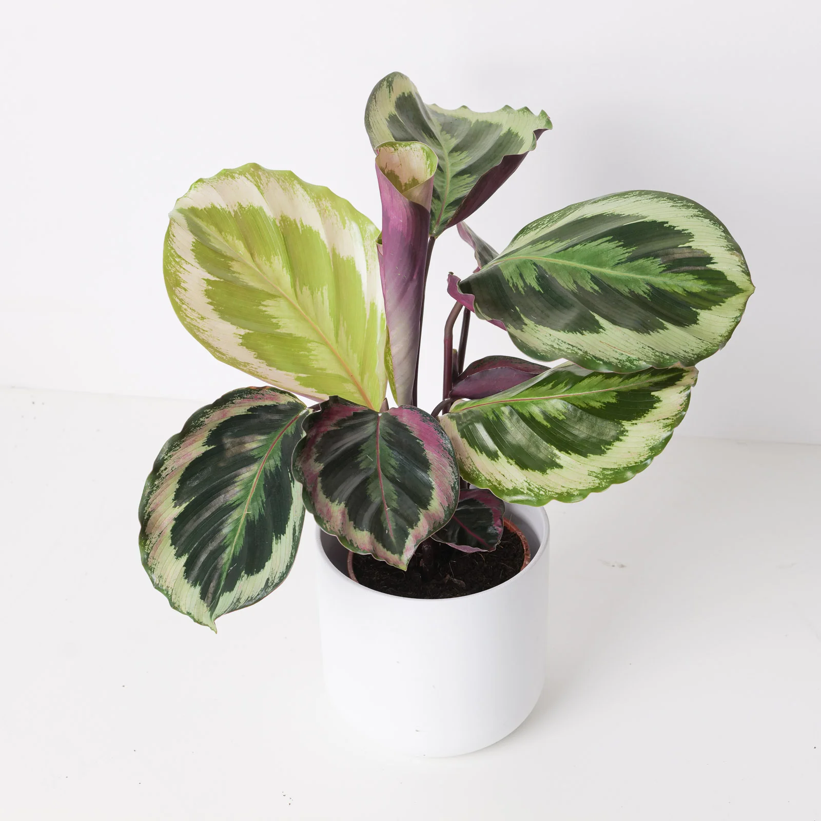 Calathea roseopicta 'Shinestar'