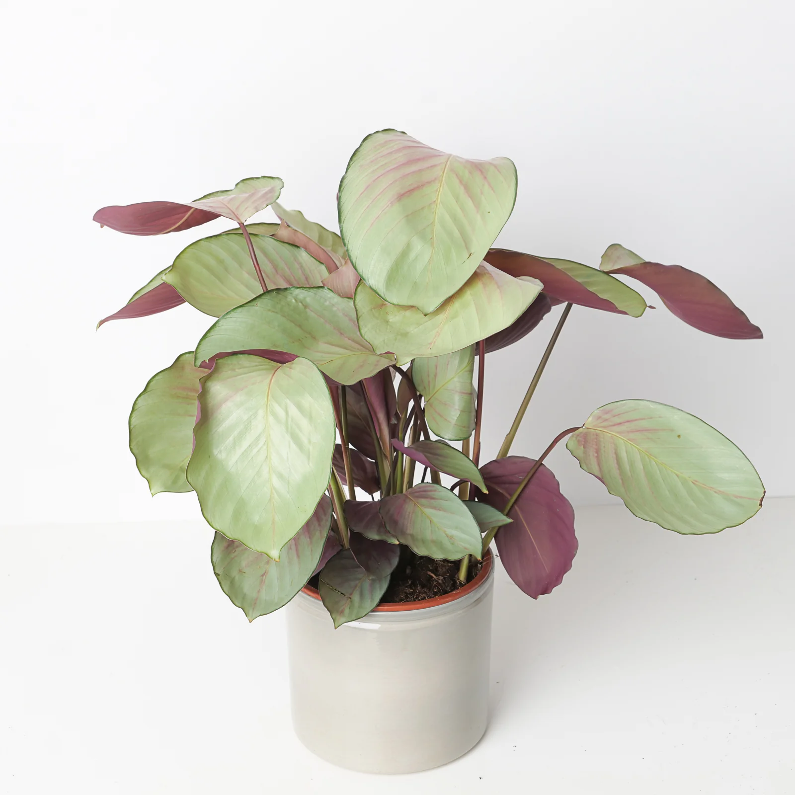 Calathea roseopicta 'Silver Plate'