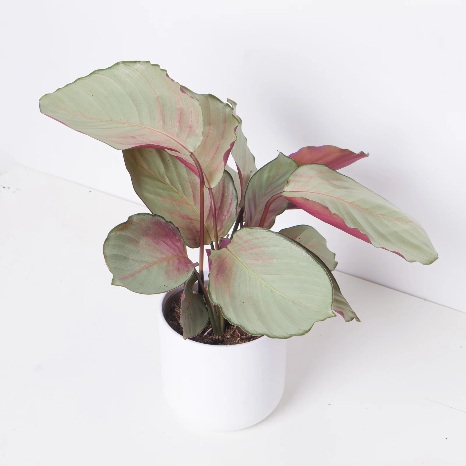 Calathea roseopicta 'Silver Plate' - Image 2