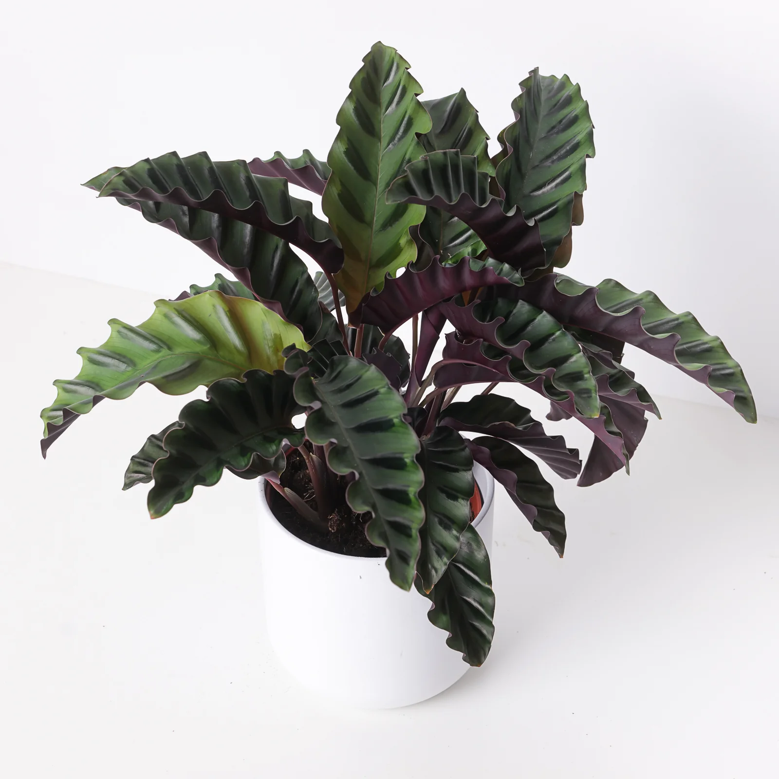 Calathea 'Velvet Glory'