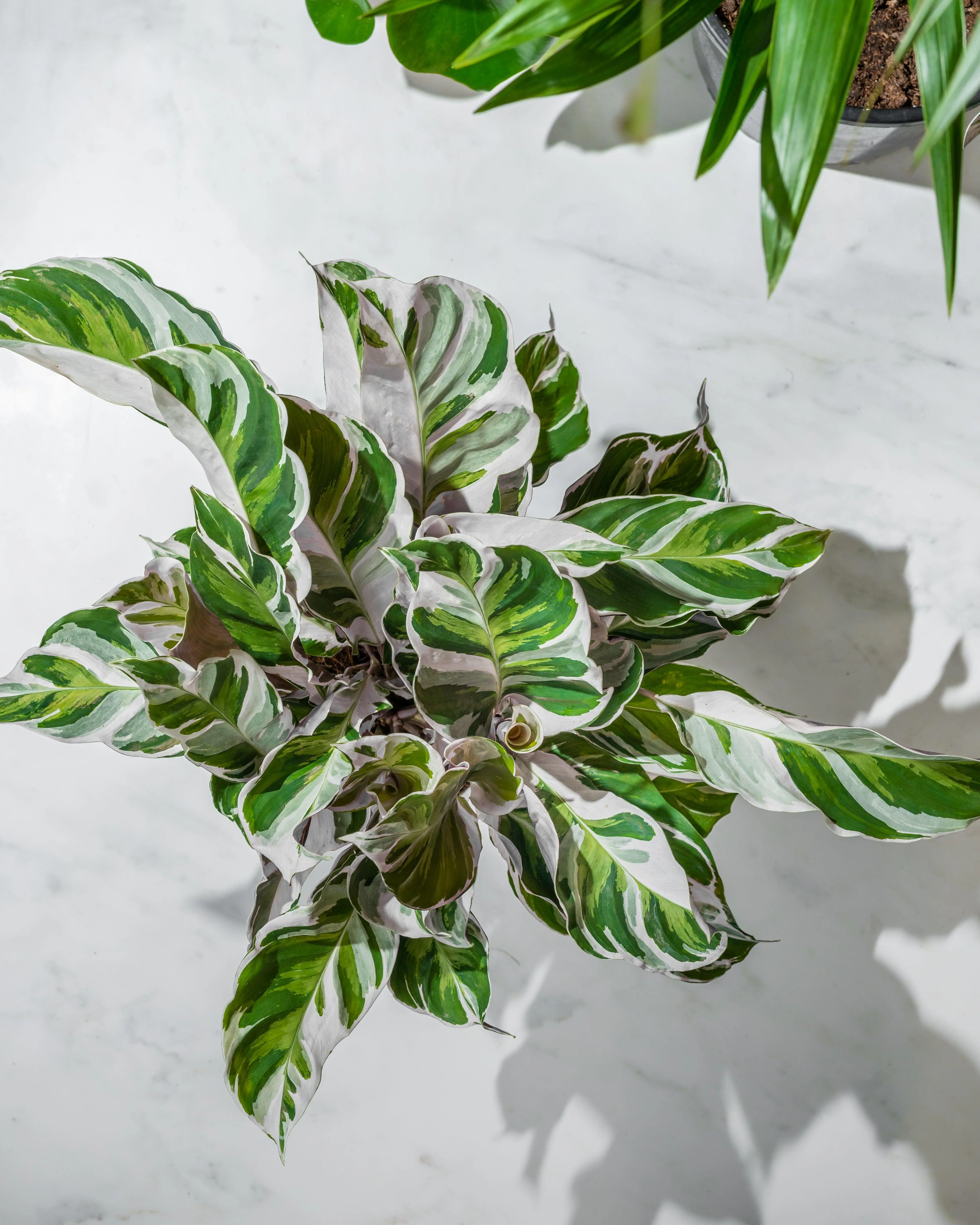 Calathea White Fusion