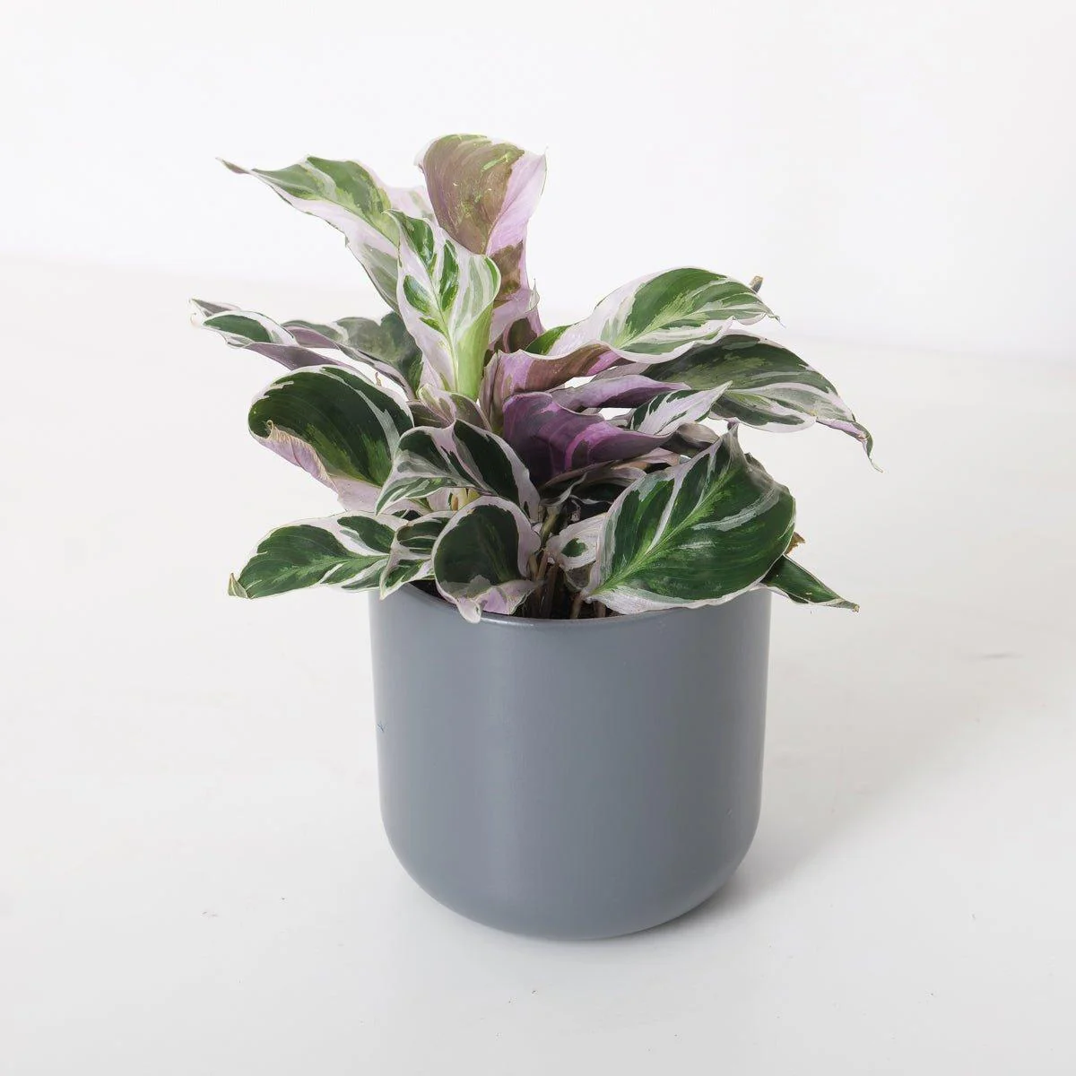 Calathea White Fusion - Image 2