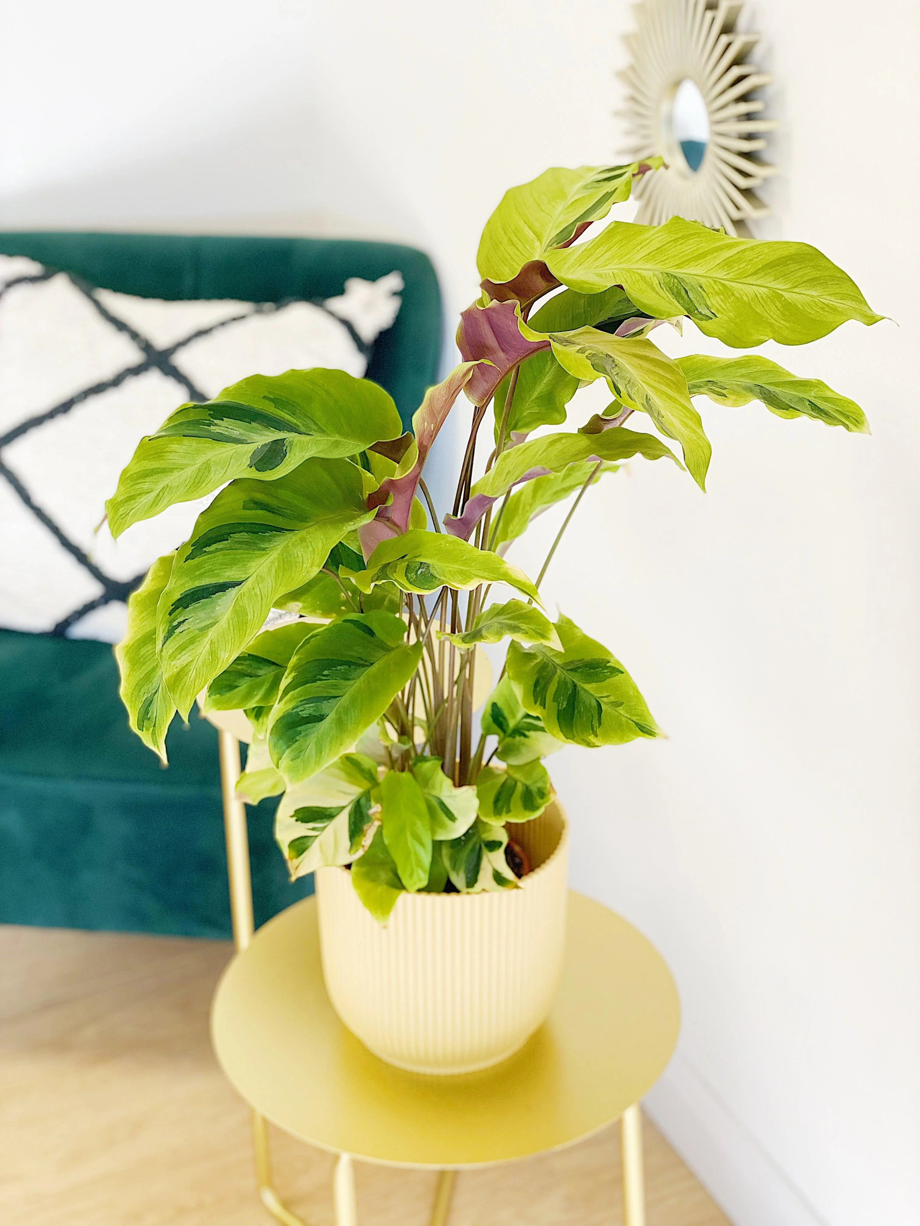 Calathea Yellow Fusion - Image 2