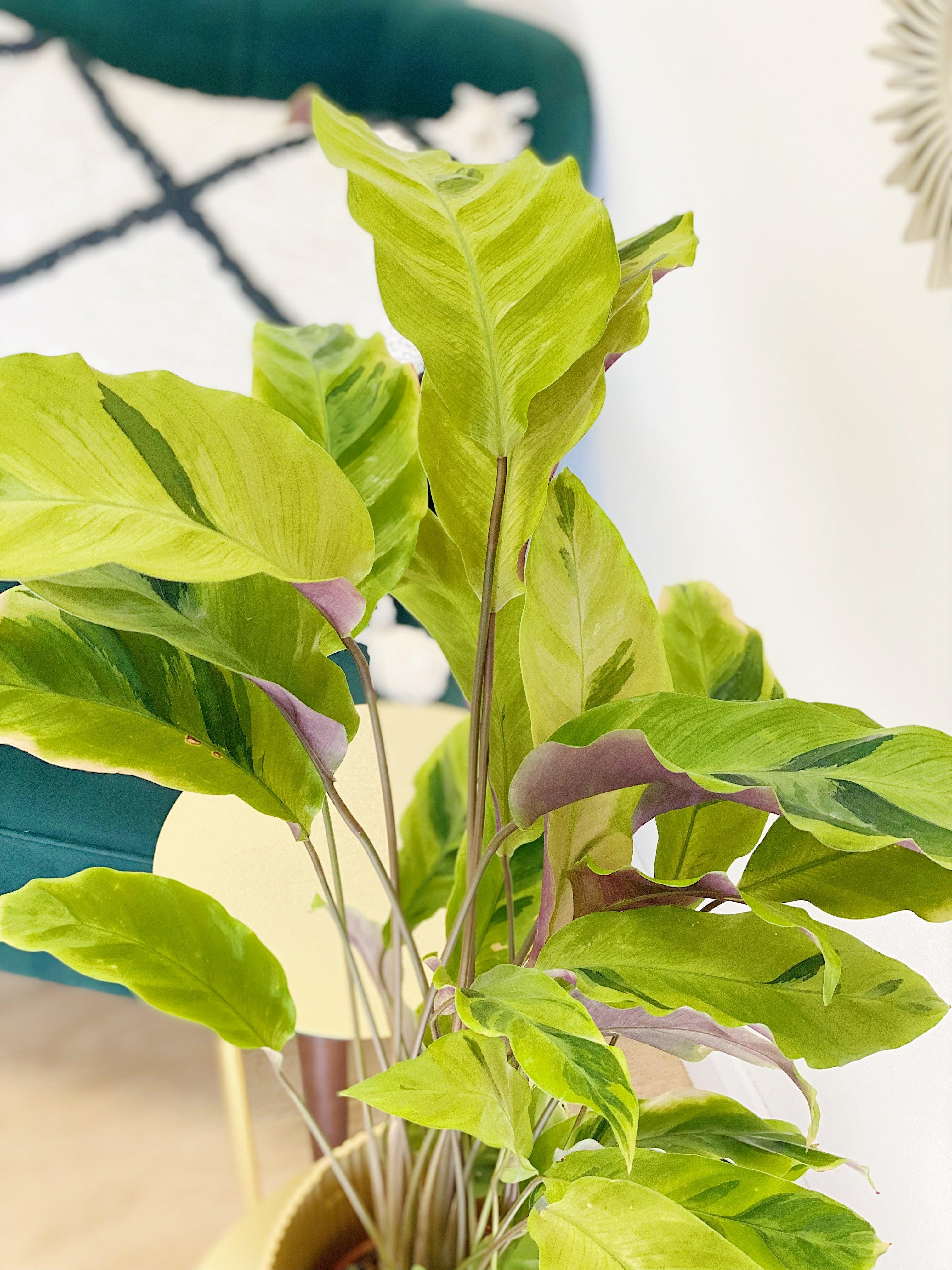 Calathea Yellow Fusion - Image 3