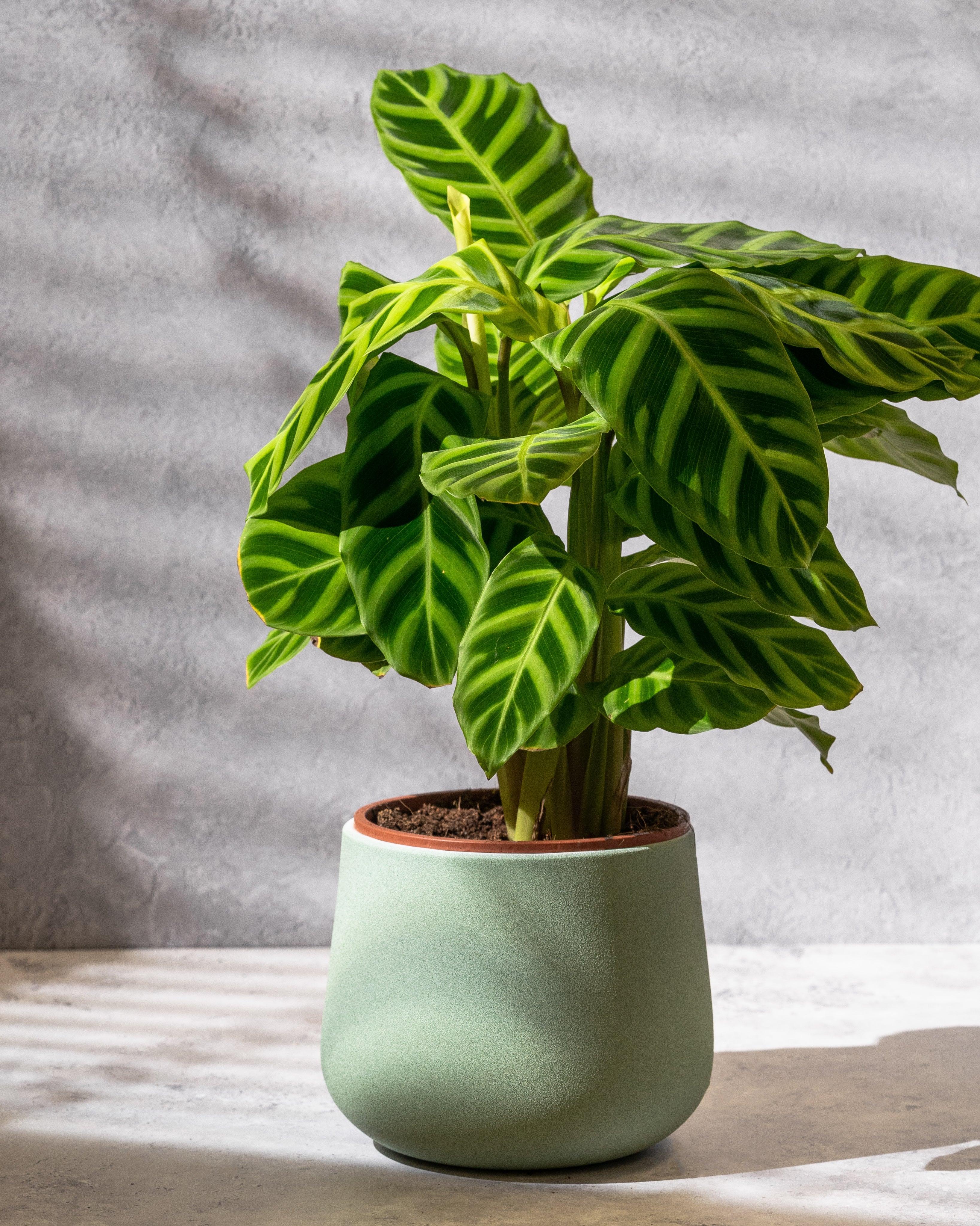Calathea Zebrina