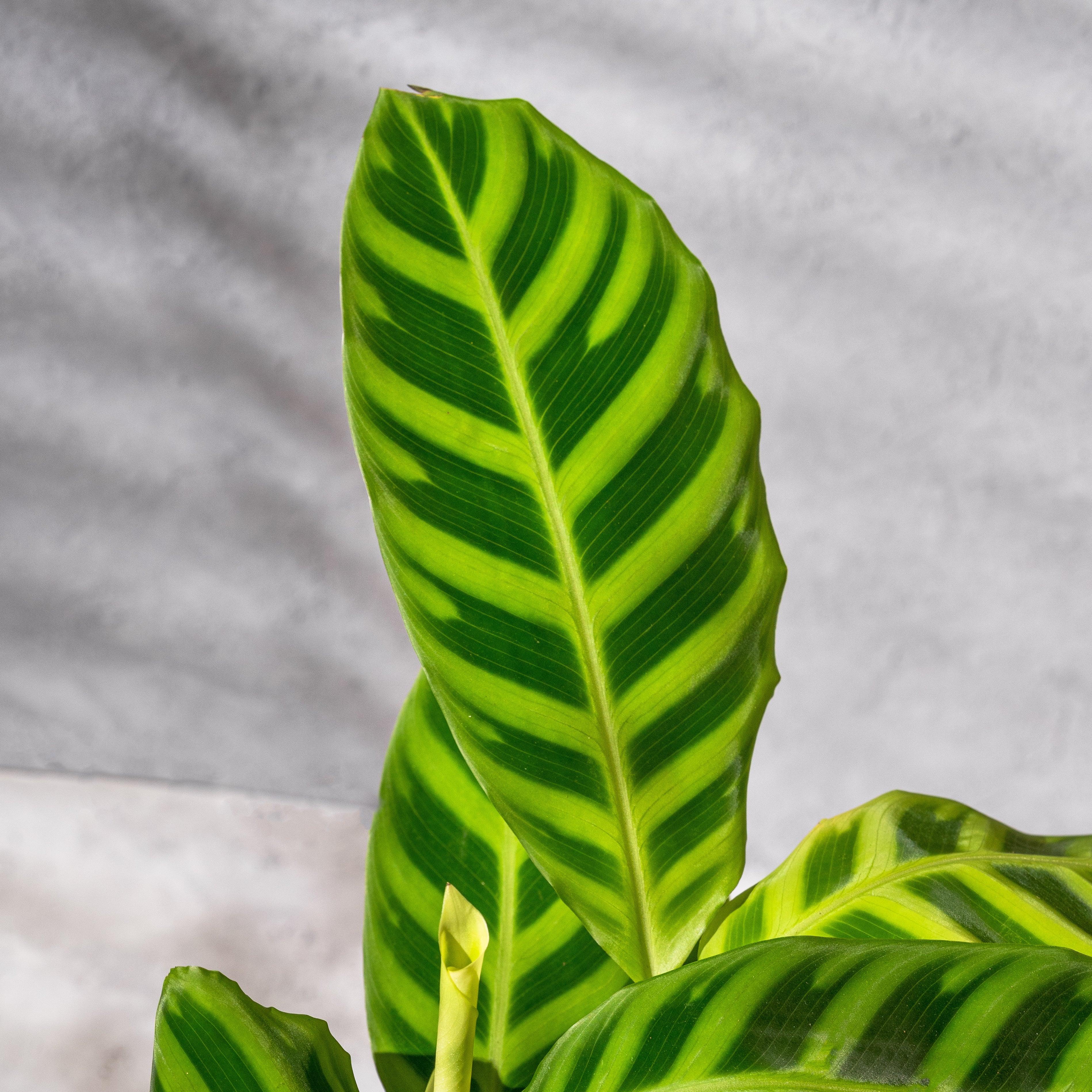 Calathea Zebrina - Image 2