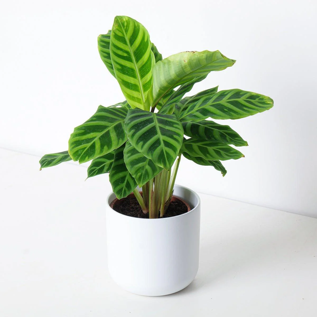 Calathea Zebrina - Image 3