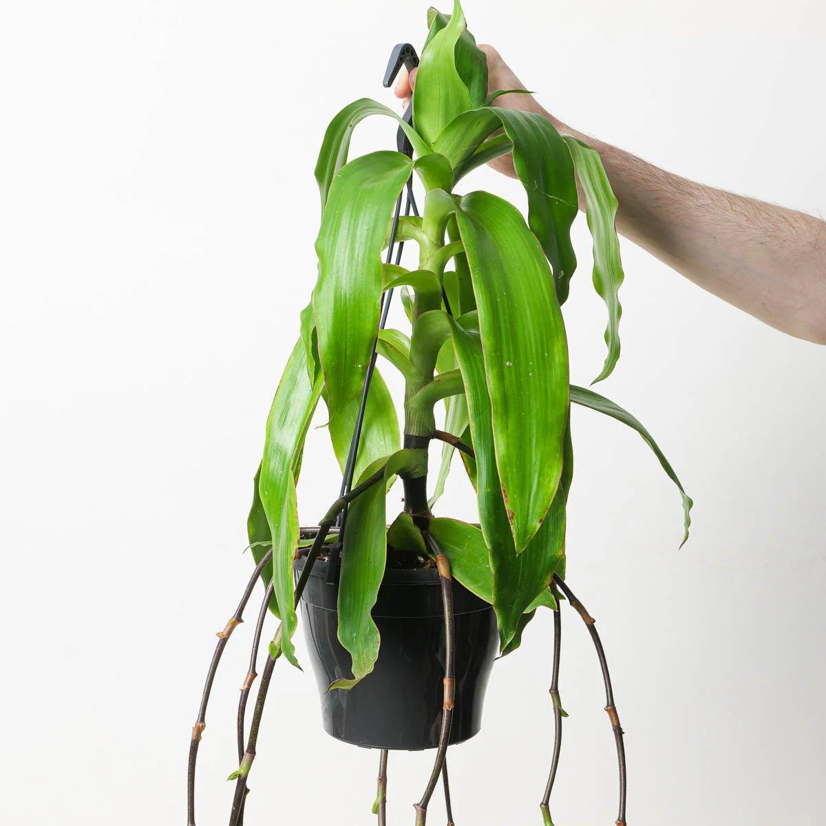 Callisia fragrans | Basket Plant
