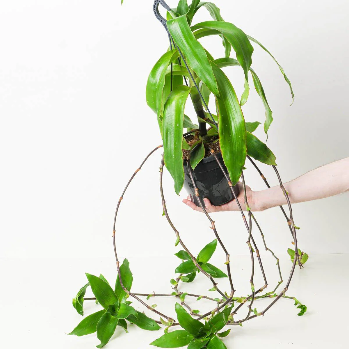 Callisia fragrans | Basket Plant - Image 2