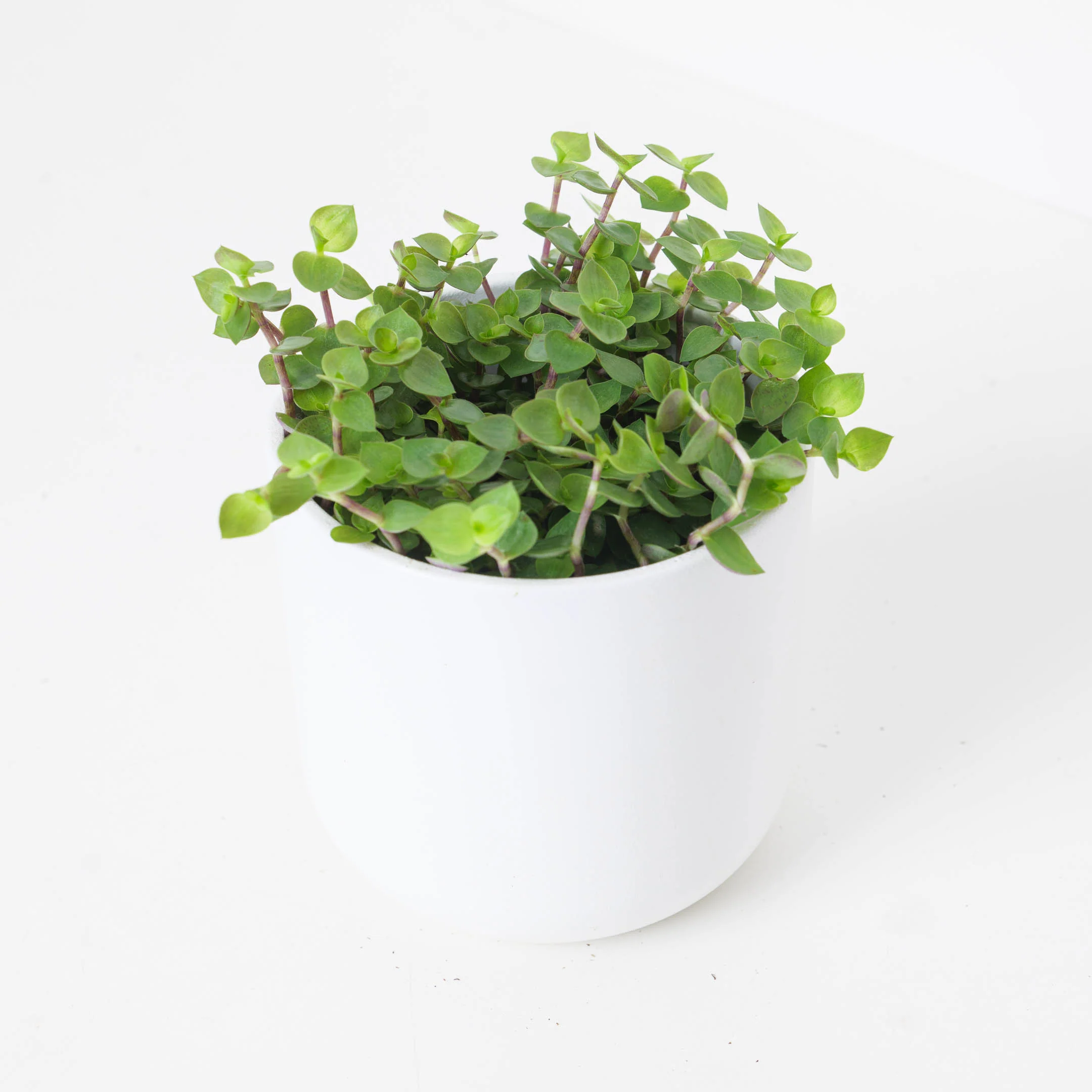 Callisia Repens 'Turtle' | Creeping Inch Plant