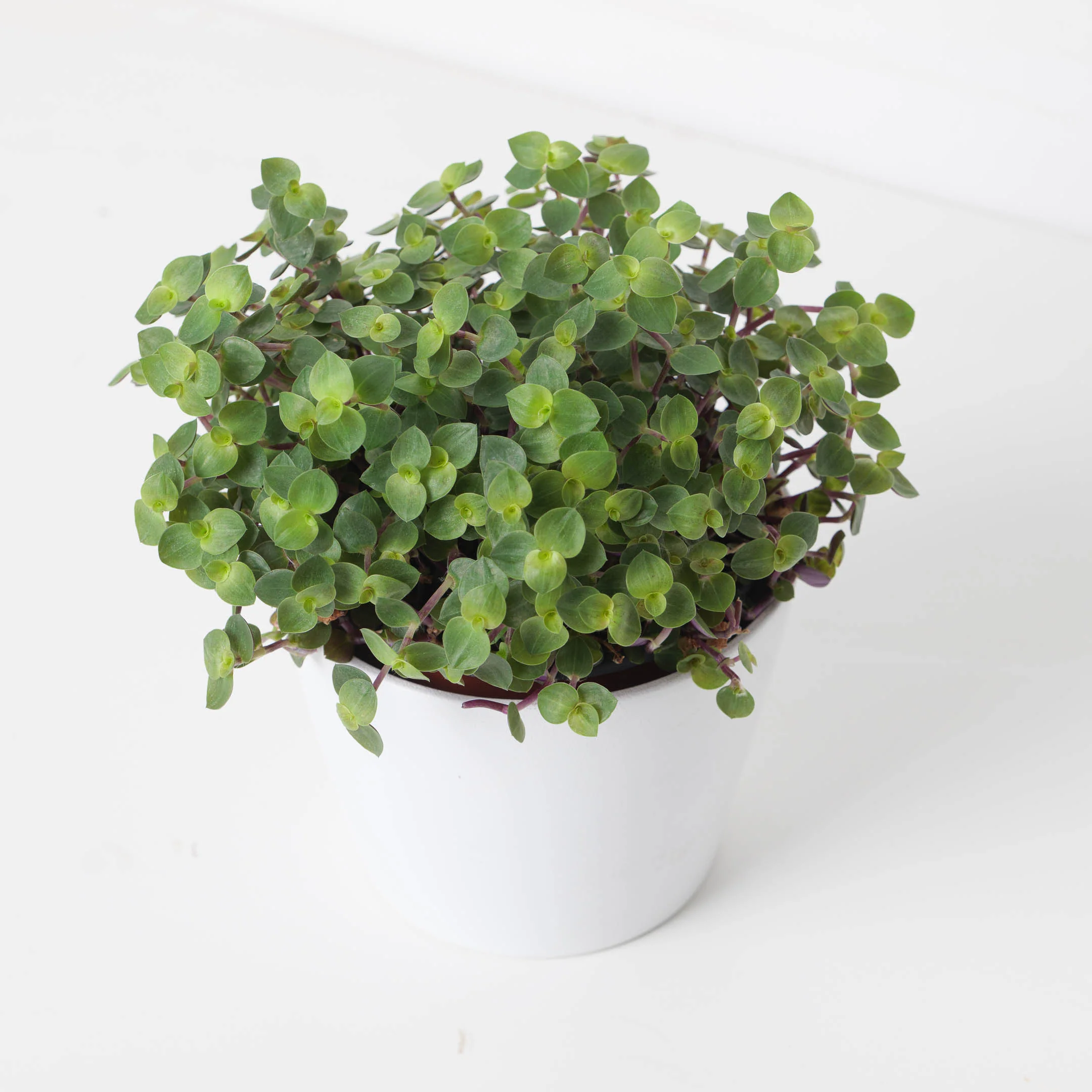 Callisia Repens 'Turtle' | Creeping Inch Plant - Image 2