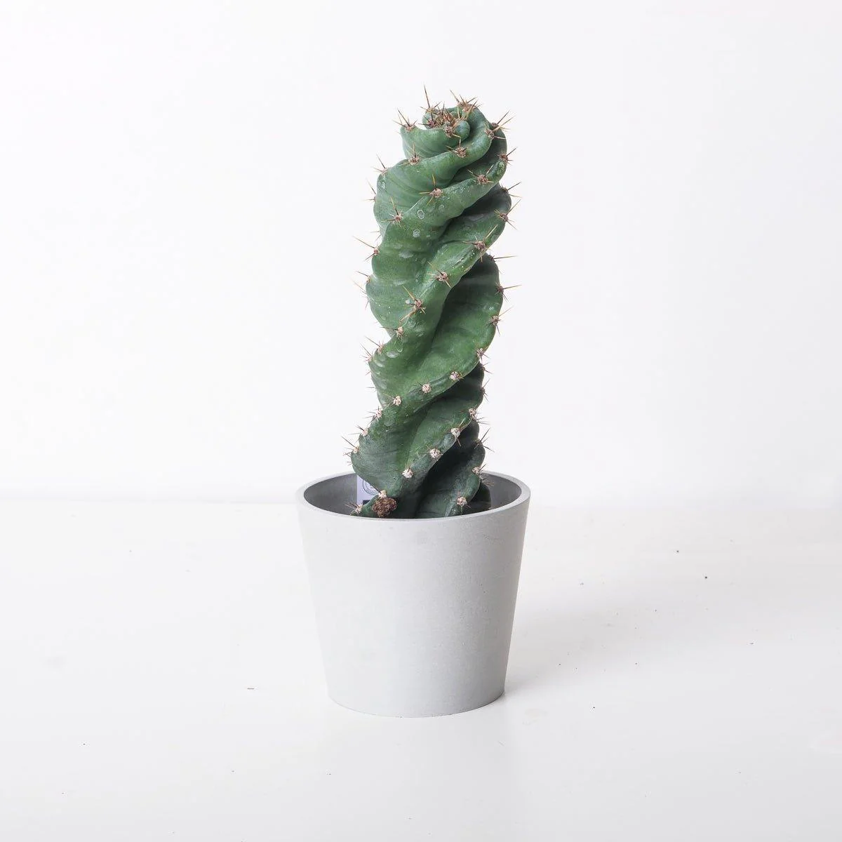 Cereus Forbesi | Spiralis Cactus