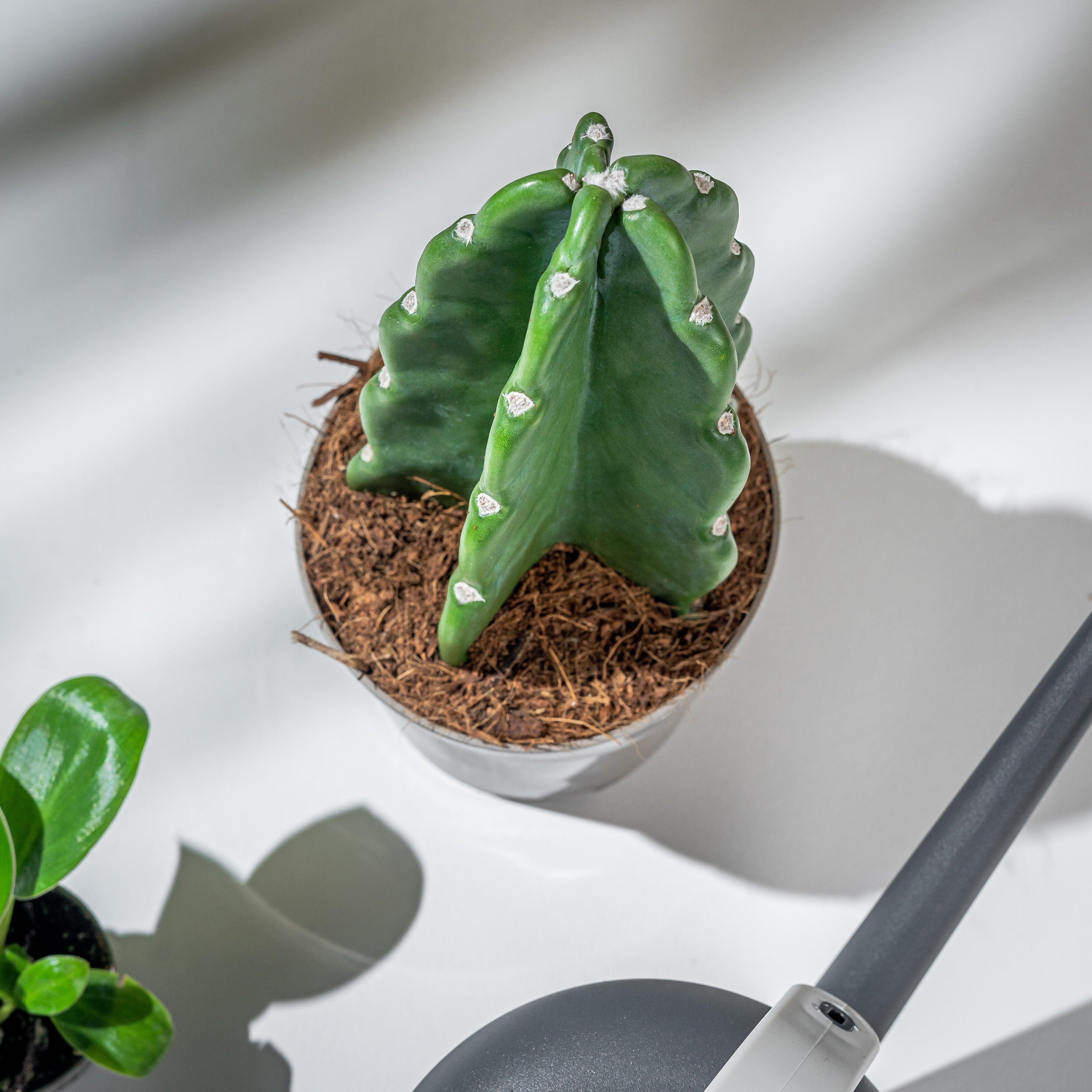 Cuddly Cactus | Cereus Jamacaru | Easy Care Pet Friendly House Plant