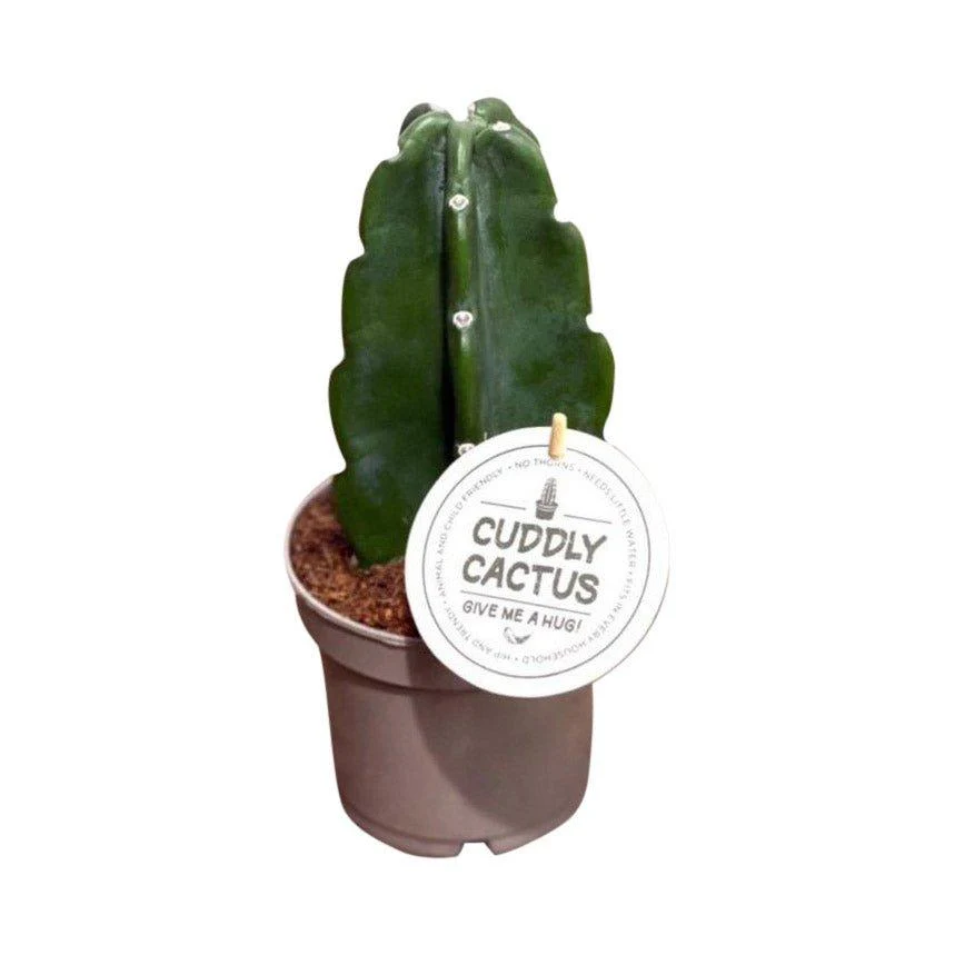 Cuddly Cactus | Cereus Jamacaru | Easy Care Pet Friendly House Plant - Image 3