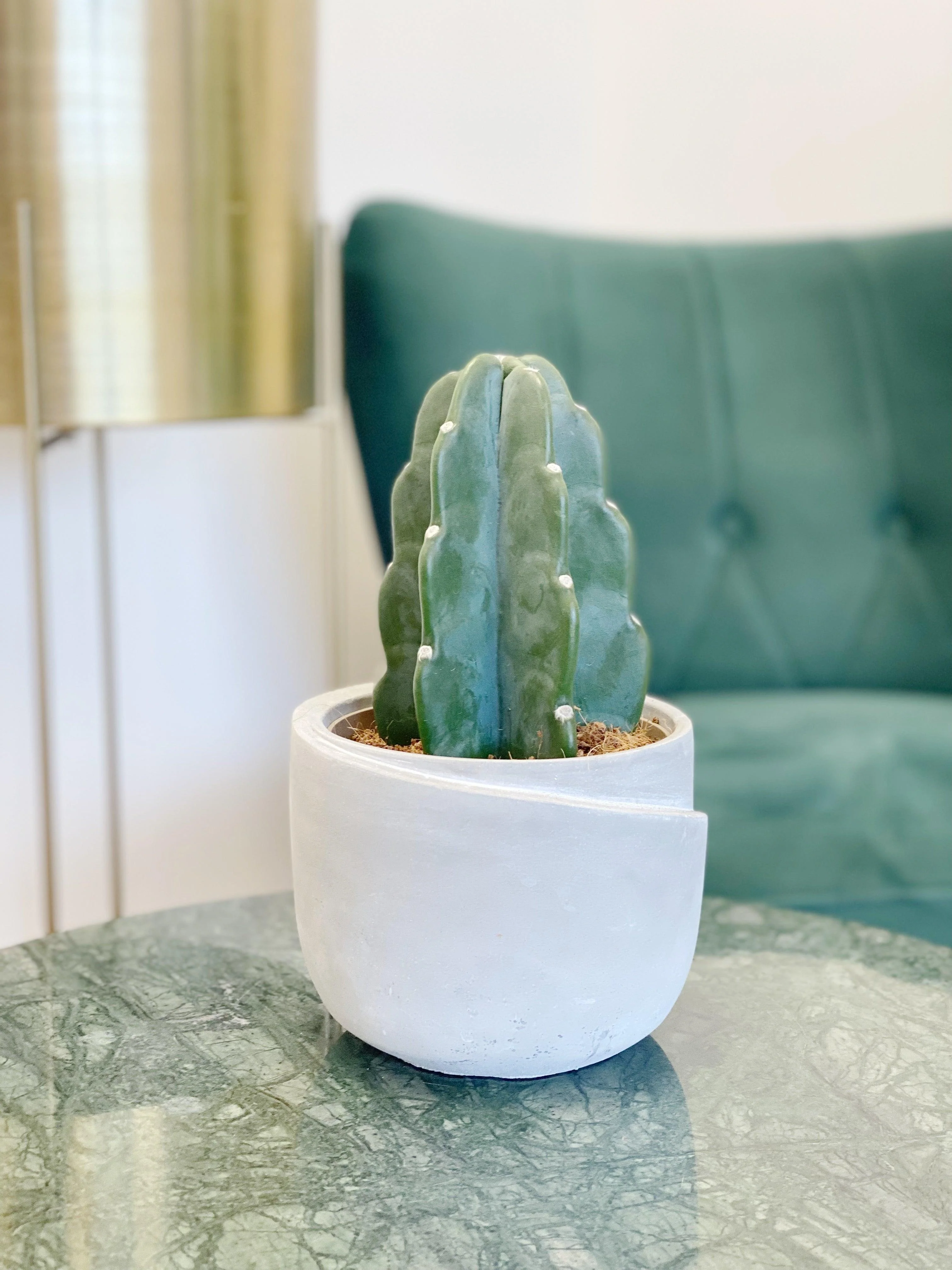 Cuddly Cactus | Cereus Jamacaru | Easy Care Pet Friendly House Plant - Image 4