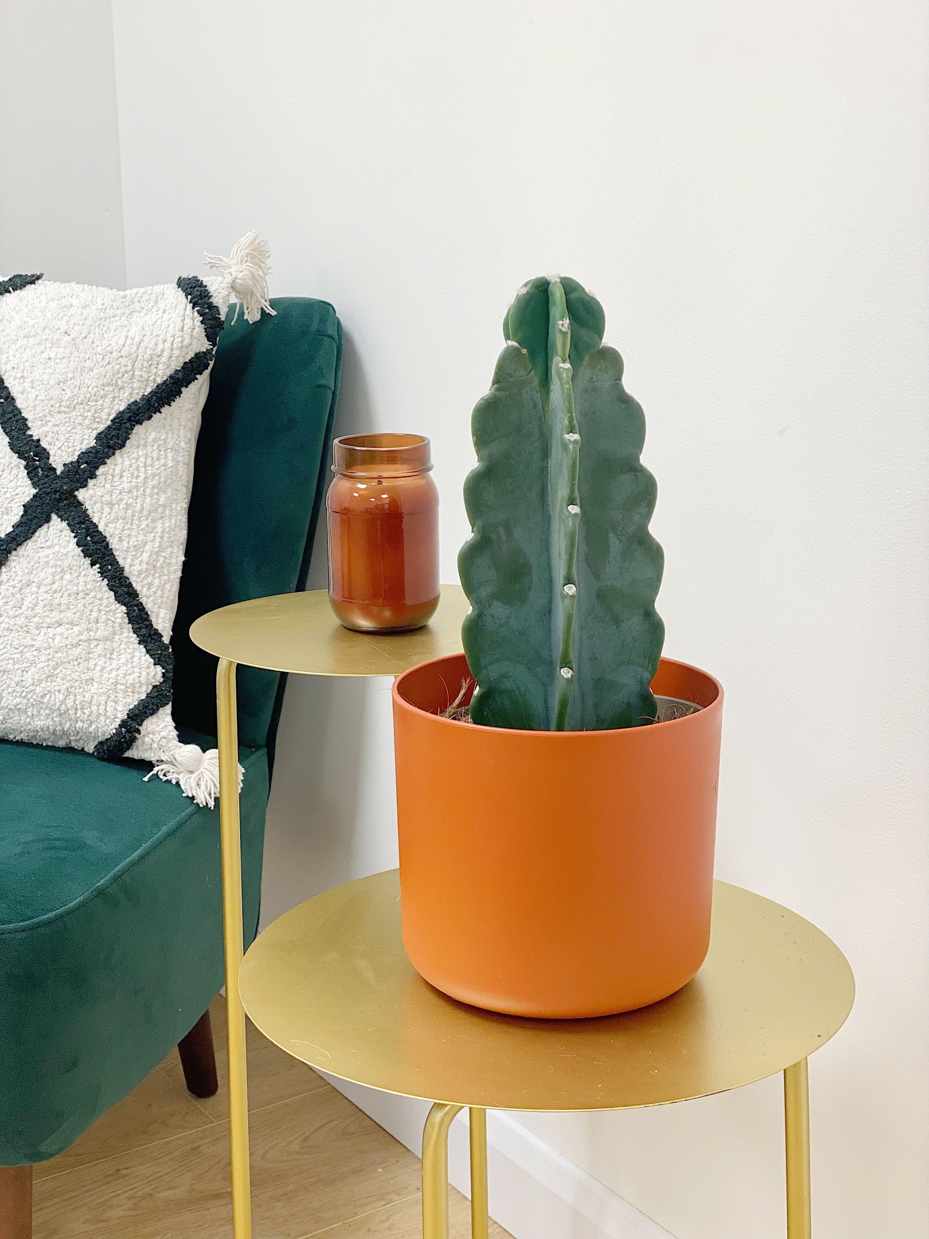 Cuddly Cactus | Cereus Jamacaru | Easy Care Pet Friendly House Plant - Image 5