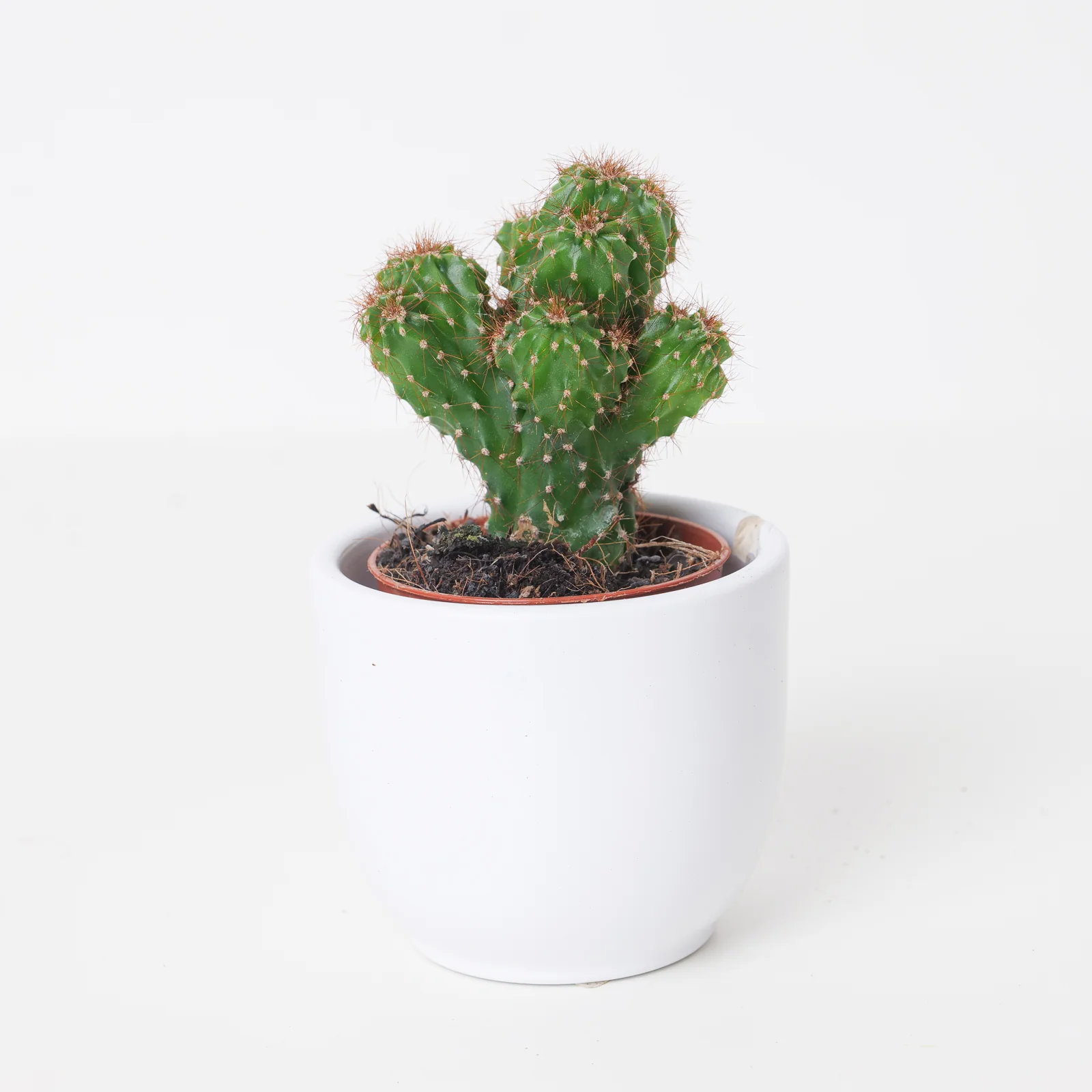 Cereus peruvianus 'Monstrosus' | Monstrose Apple Cactus