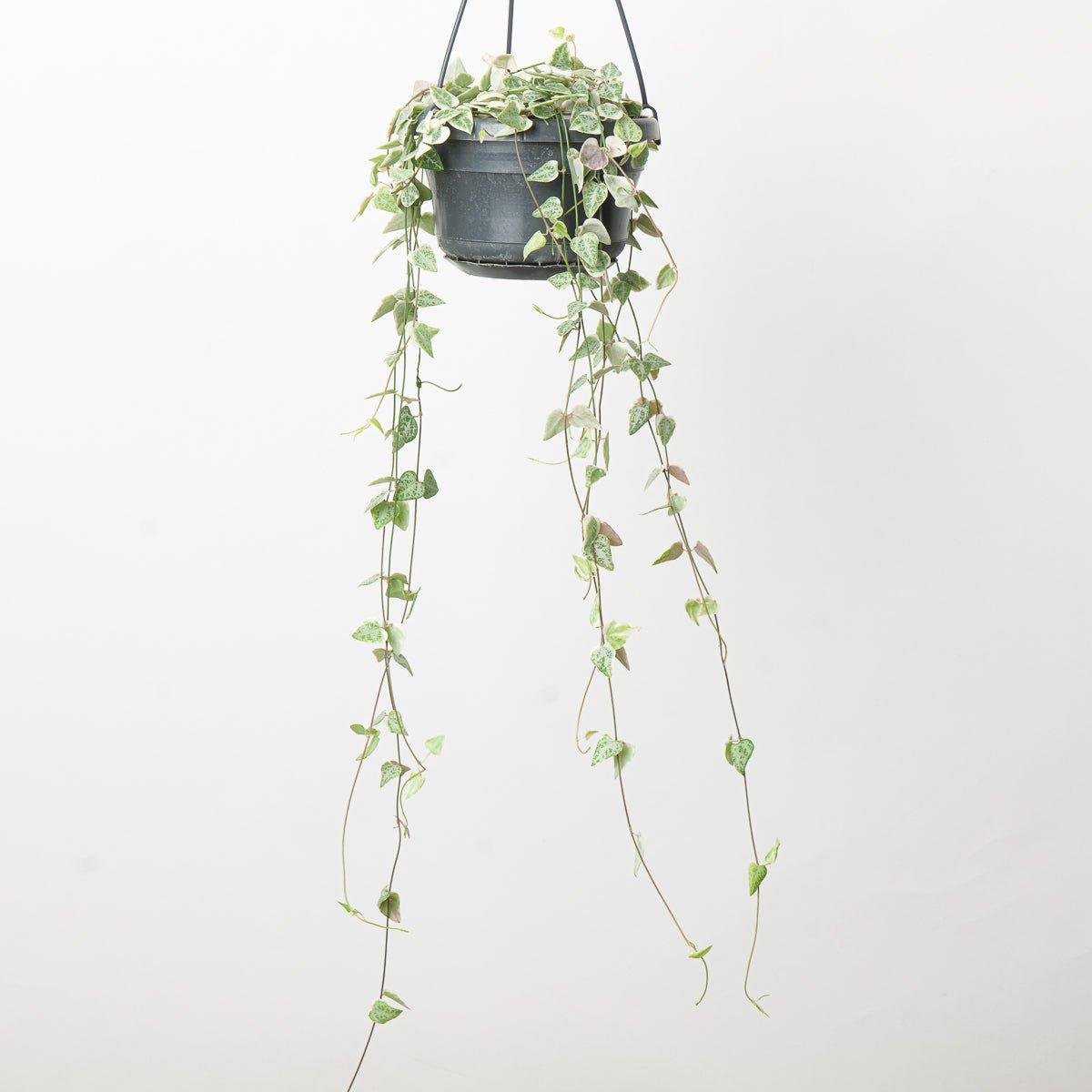 Ceropegia Linearis Merel - Image 2