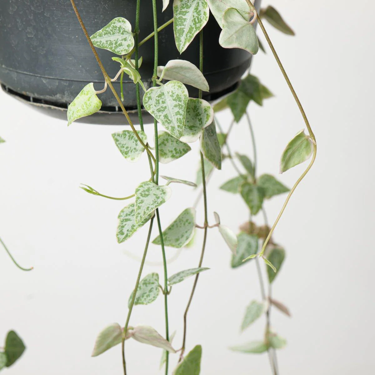 Ceropegia Linearis Merel - Image 3