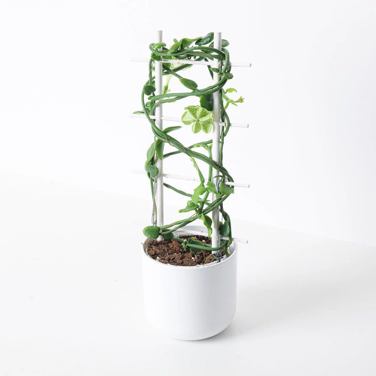 Ceropegia Sandersonii | Parachute Plant