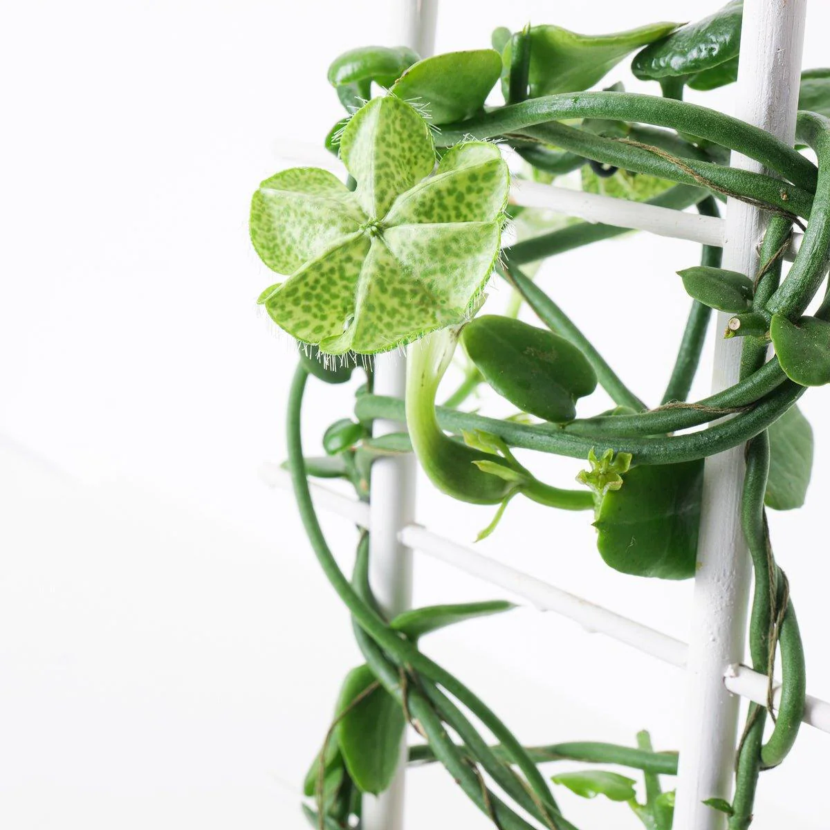Ceropegia Sandersonii | Parachute Plant - Image 2