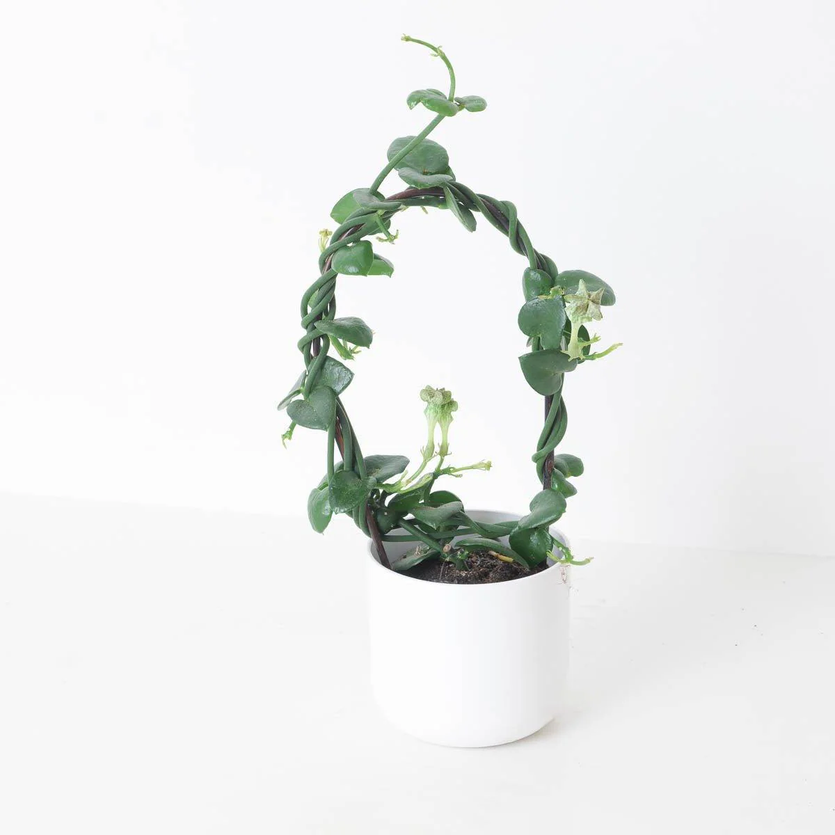 Ceropegia Sandersonii | Parachute Plant - Image 3