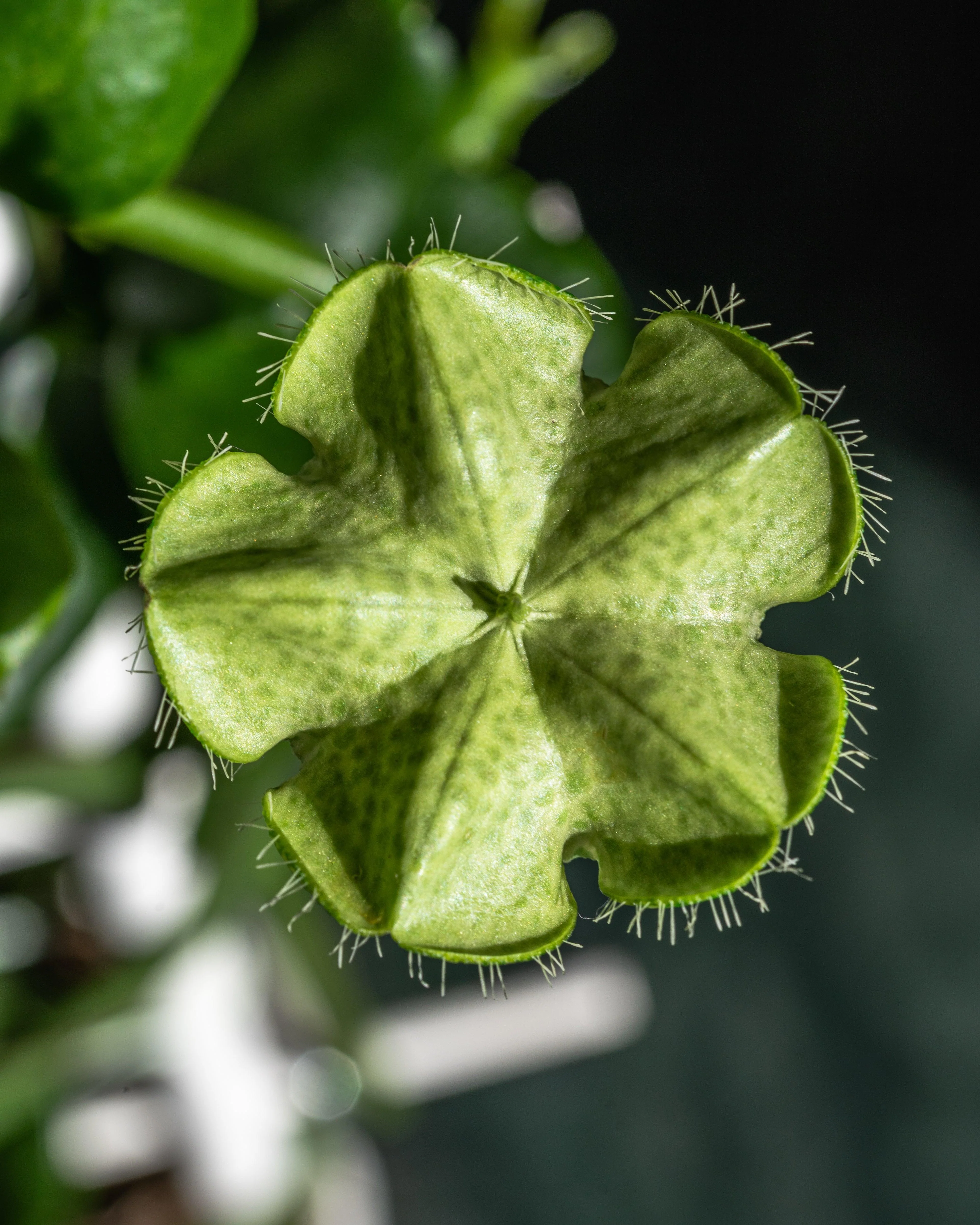 Ceropegia Sandersonii | Parachute Plant | 12cm Pot | House Plant