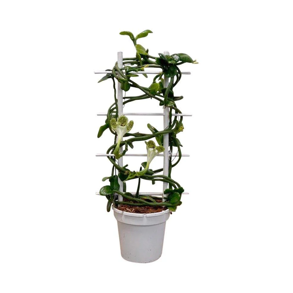 Ceropegia Sandersonii | Parachute Plant | 12cm Pot | House Plant - Image 2
