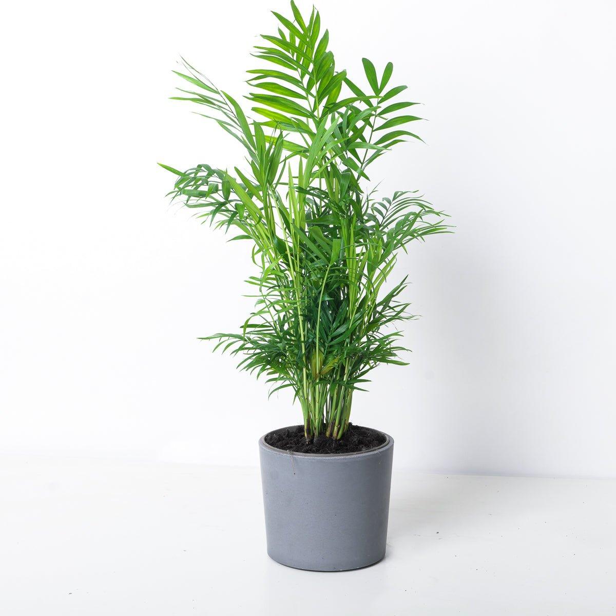 Chamaedorea Elegans | Parlour Palm - Image 3