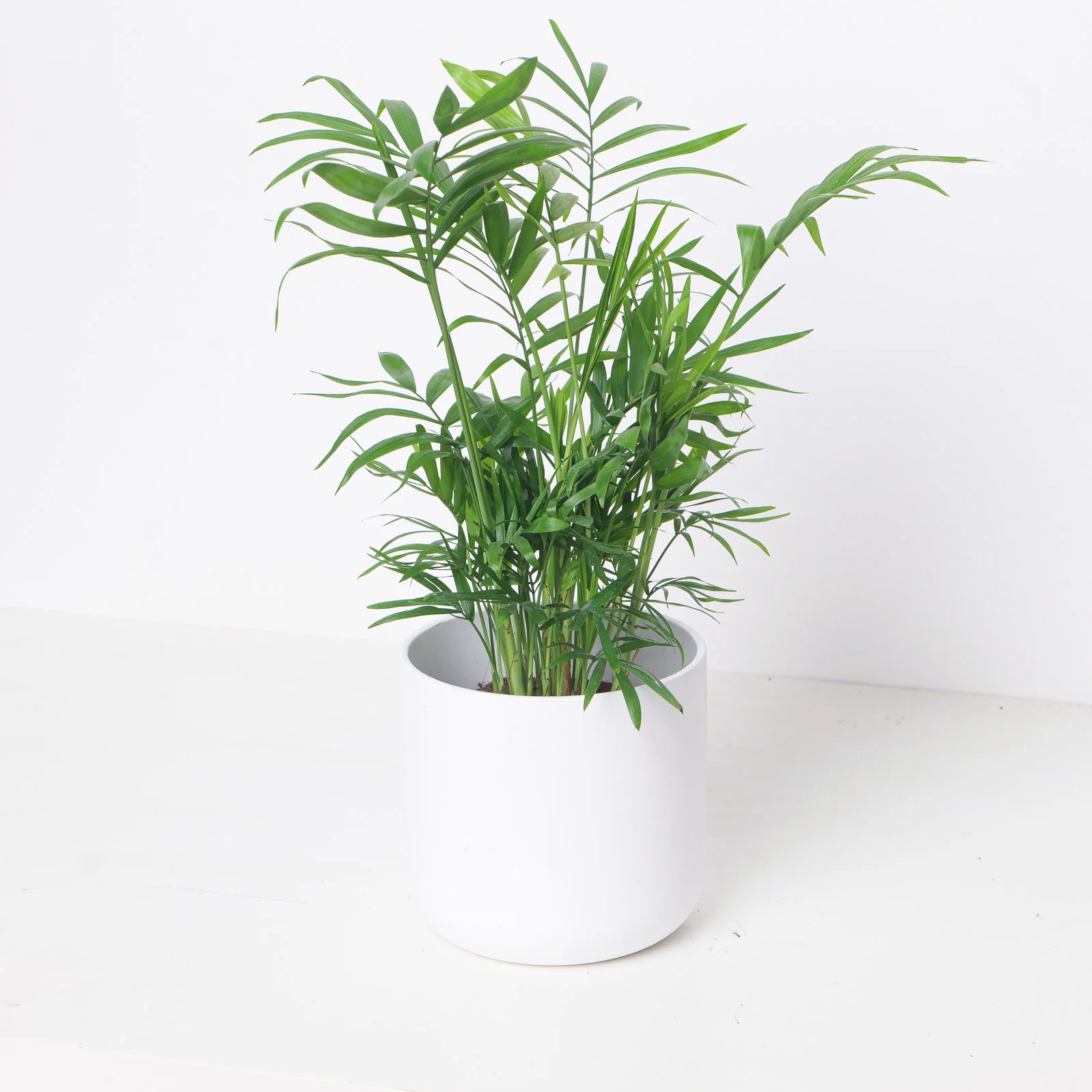 Chamaedorea Elegans | Parlour Palm - Image 4